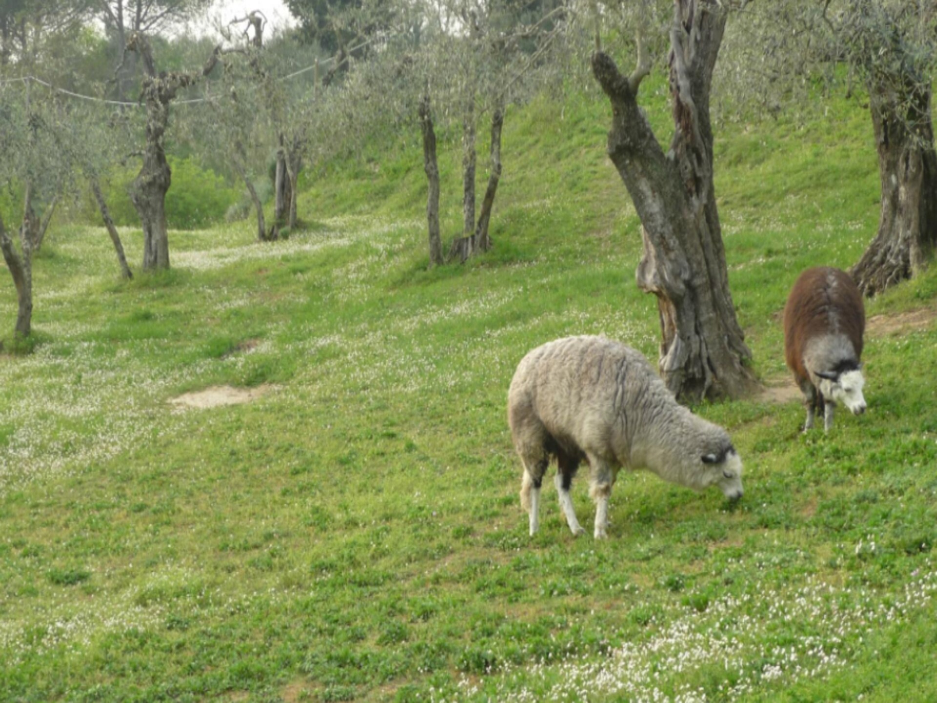 Ruim Toscaans vakantiehuis op boerderij met zwembad nabij Pontedera - foto 21