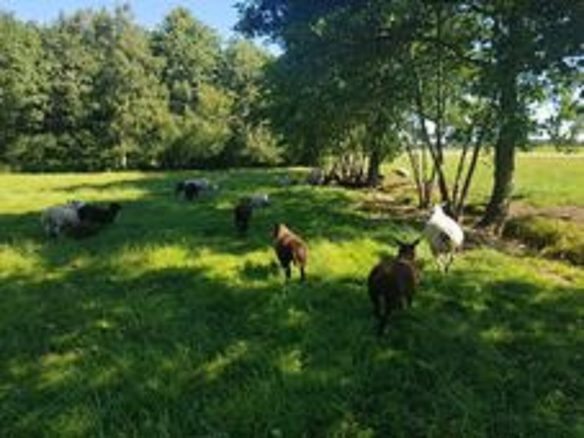 Chalet Vrijzicht: vrijstaand genieten in het Friese platteland van Haulerwijk - foto 15