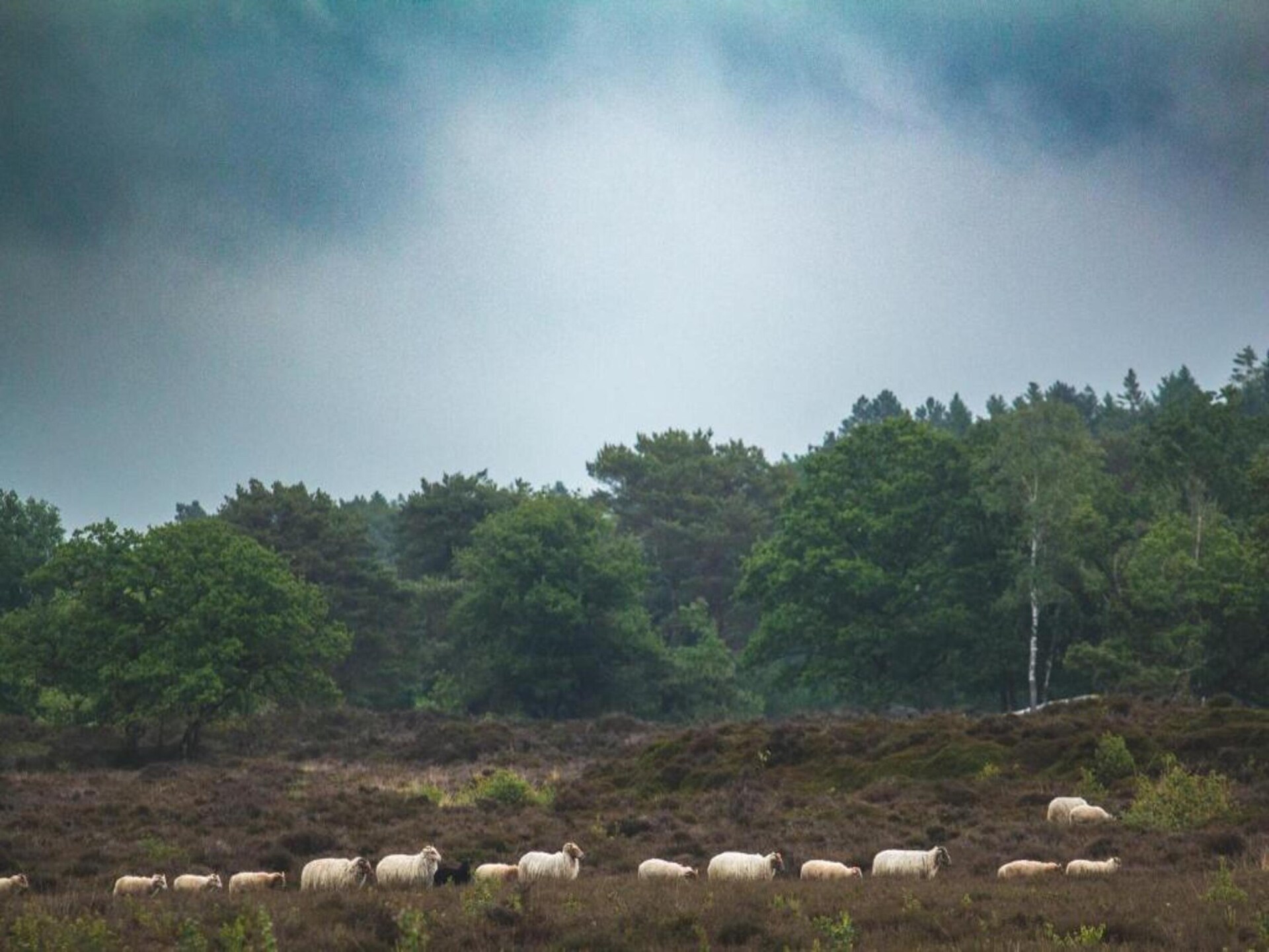 Chalet Vrijzicht: vrijstaand genieten in het Friese platteland van Haulerwijk - foto 31