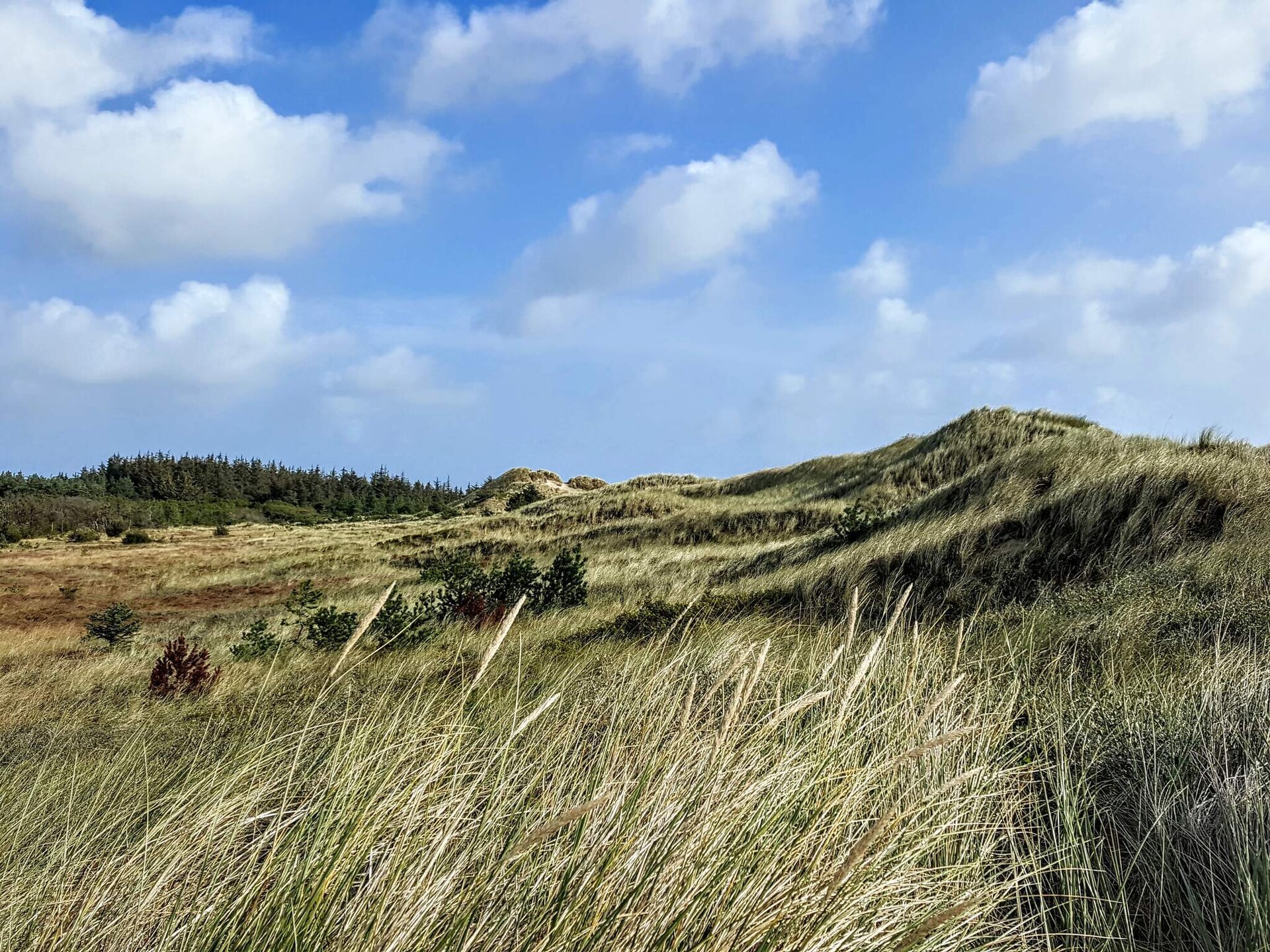 8-persoons vakantiehuis in Ålbæk met binnenzwembad en golf nabij - foto 7