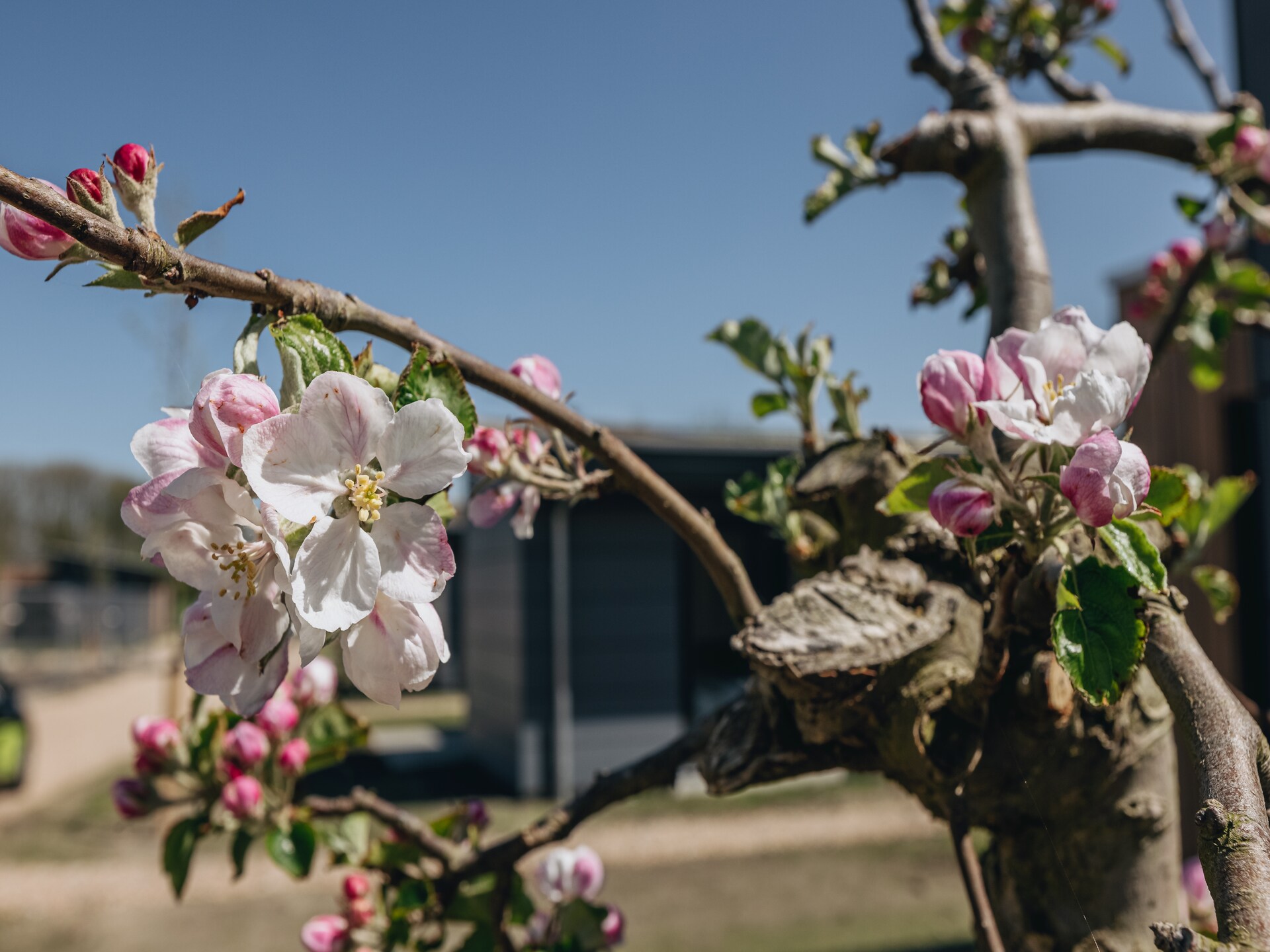 Eco-Chic Lodge aan het Markermeer: luxe, rust en honden welkom - foto 38
