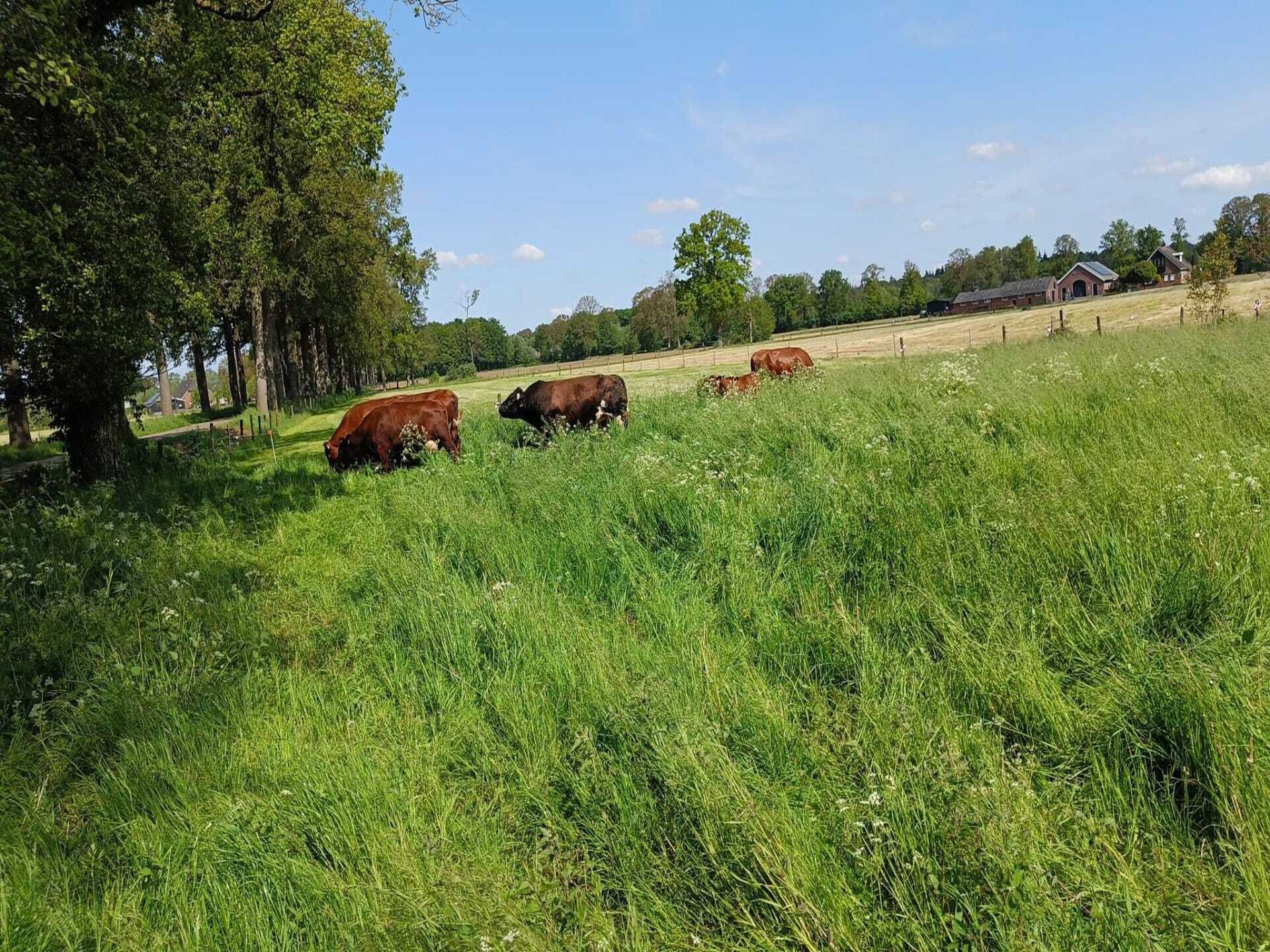 Authentieke boerderij in bosrijke Achterhoek voor 4 personen - foto 27