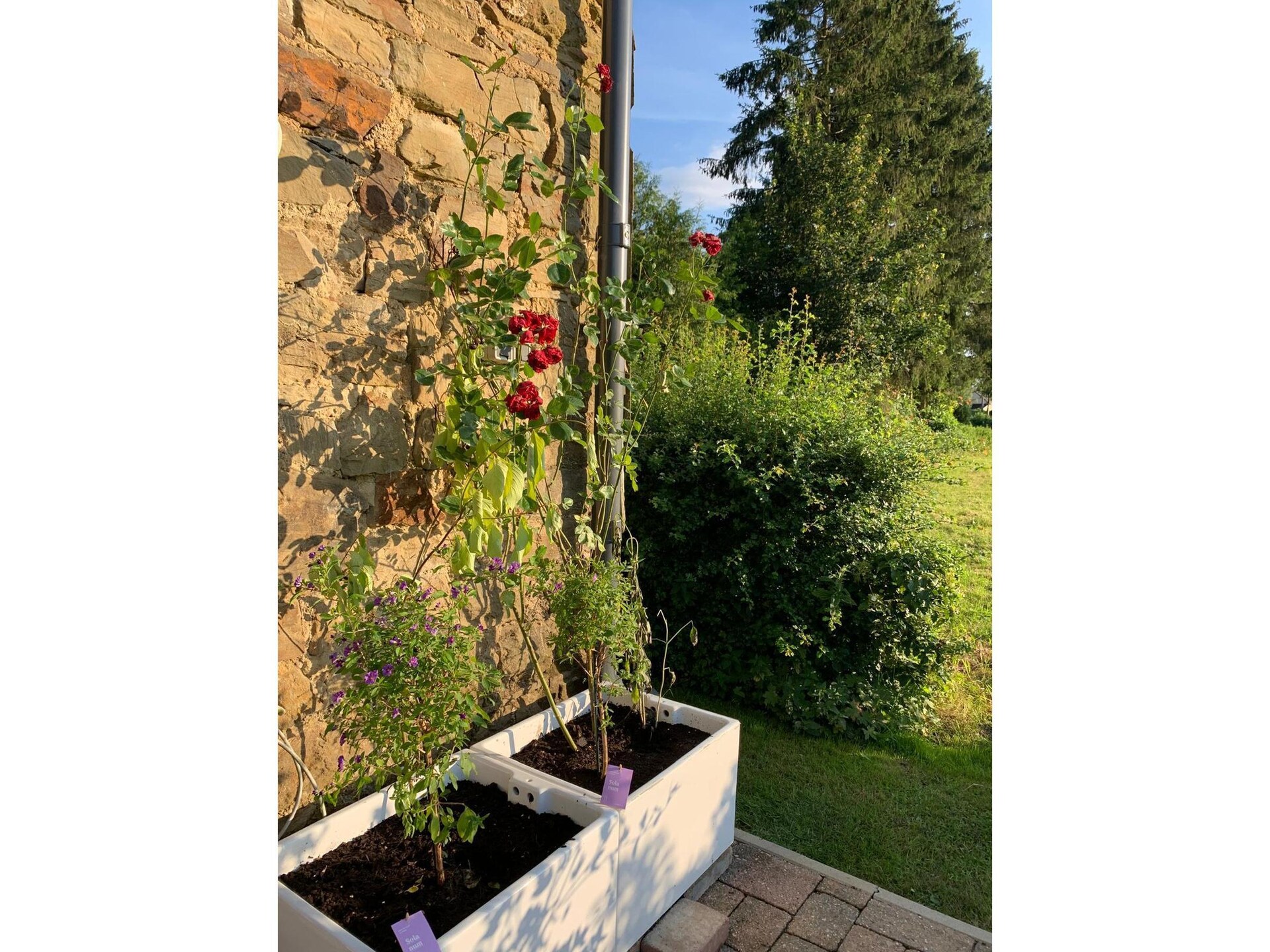 Gerenoveerd appartement met tuin en zonsondergang nabij Büllingen - foto 34