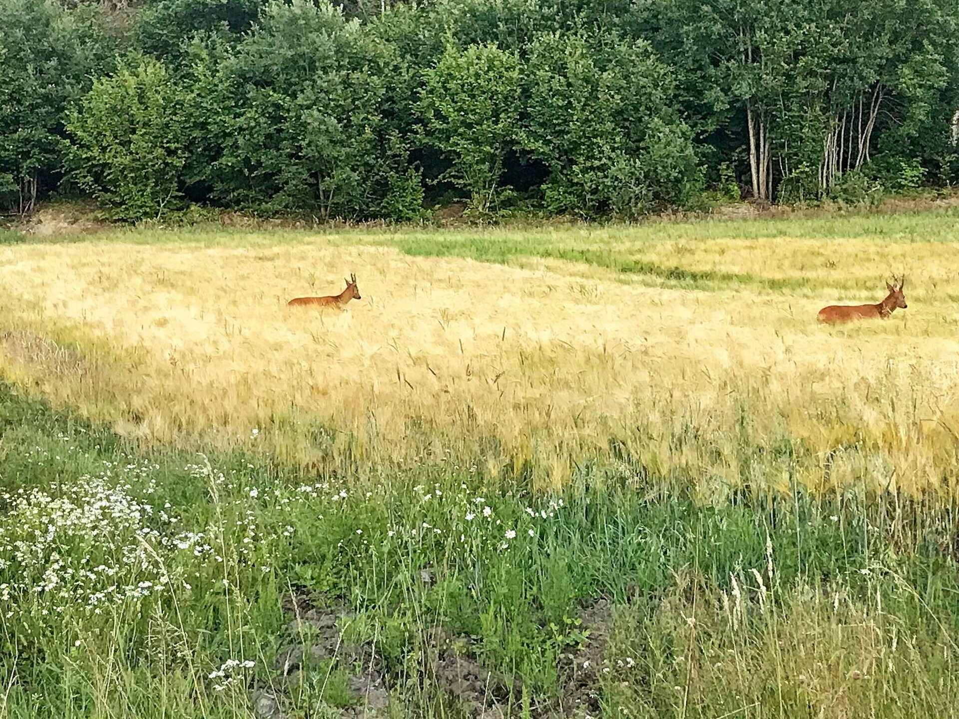 Sfeervol vakantiehuis midden in de natuur van Strömstad - foto 7