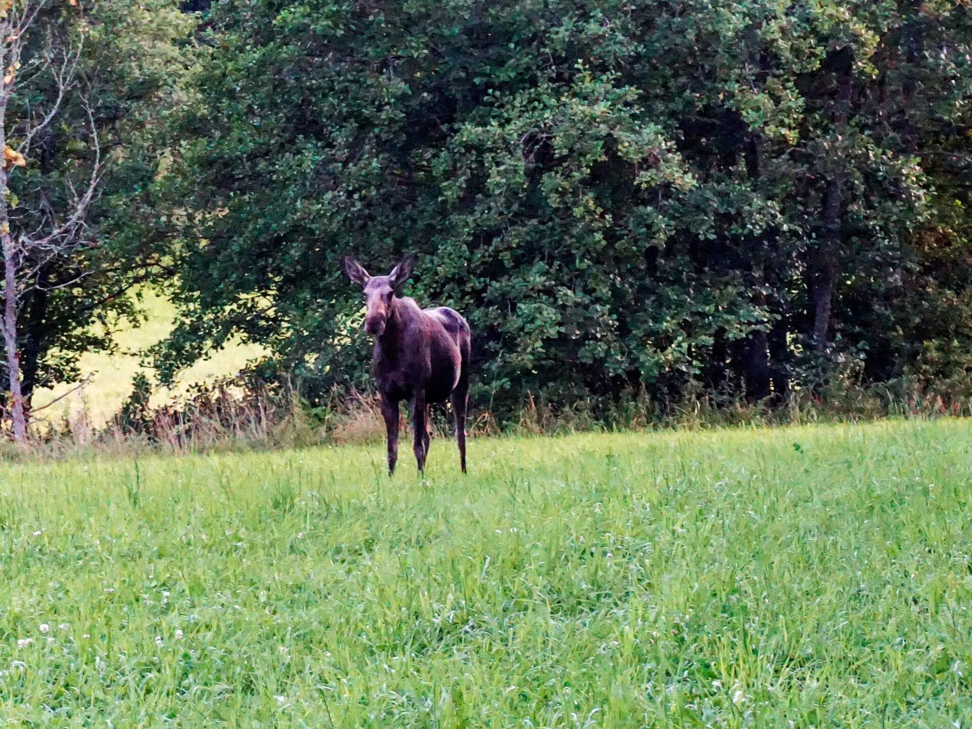 Sfeervol vakantiehuis midden in de natuur van Strömstad - foto 13