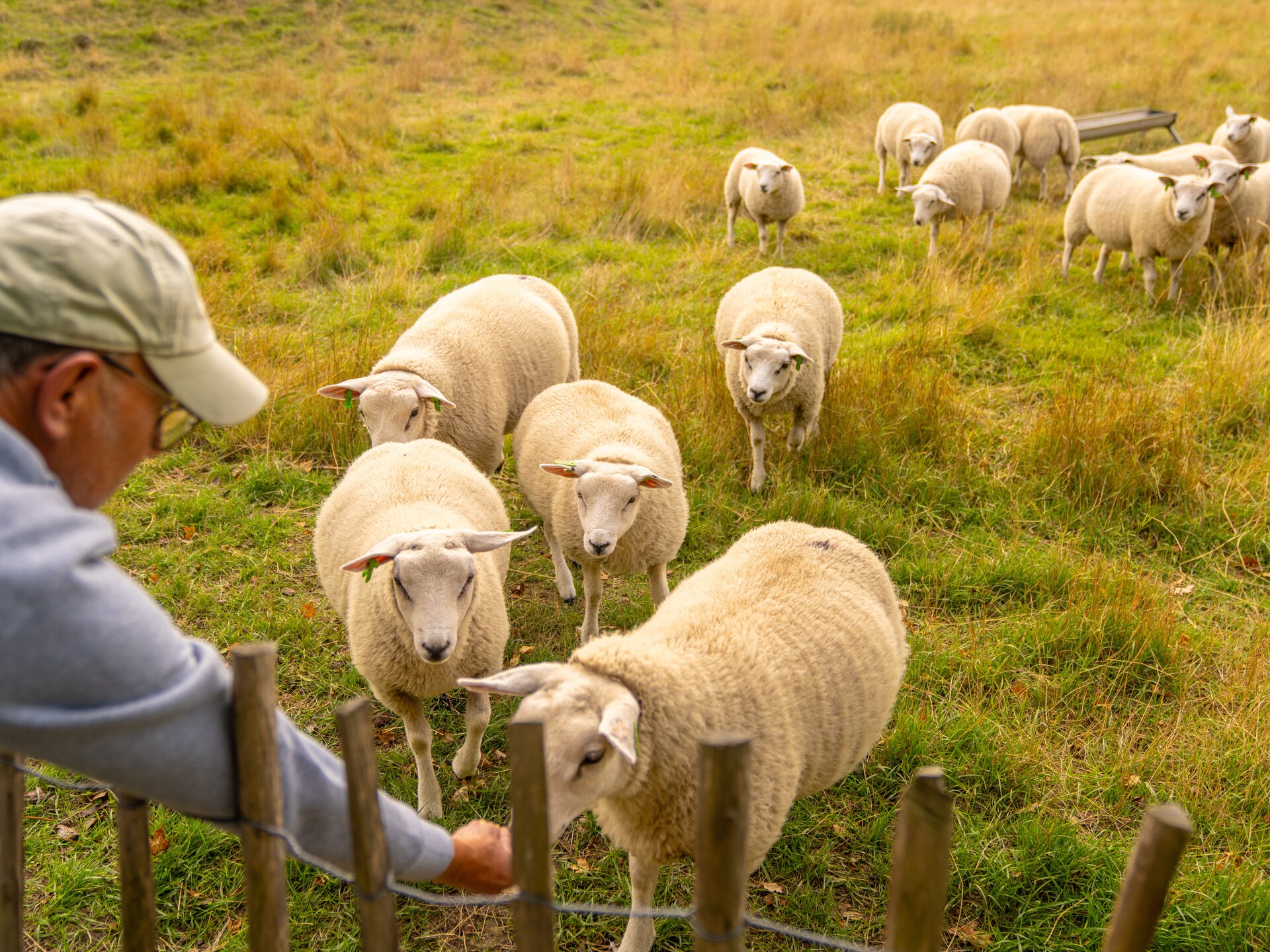 Vrijstaande lodge aan Brouwersdam: modern comfort voor 6 personen - foto 21