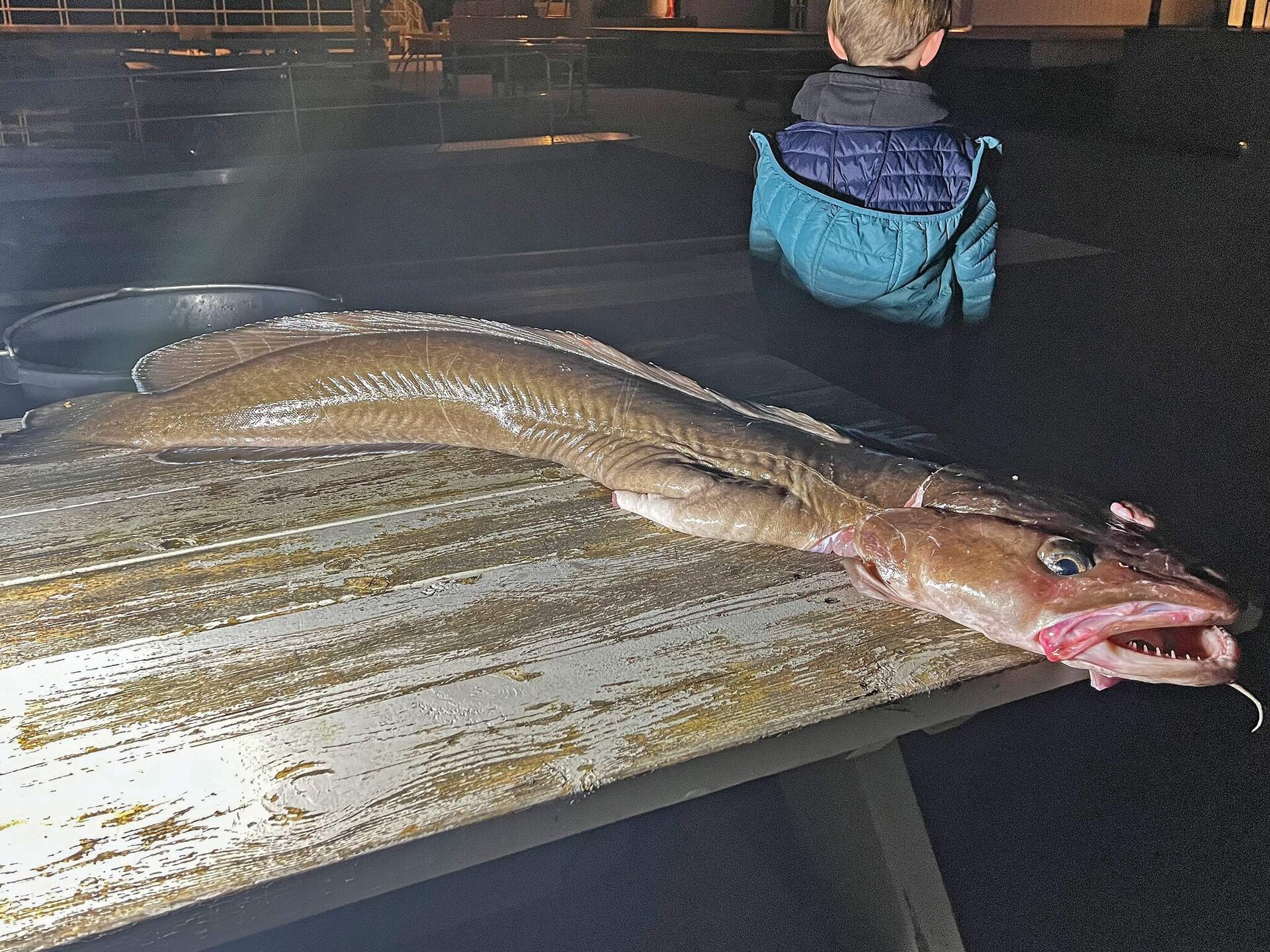Exclusief vissershuis aan de fjord op Huglo met eigen kustlijn - foto 29