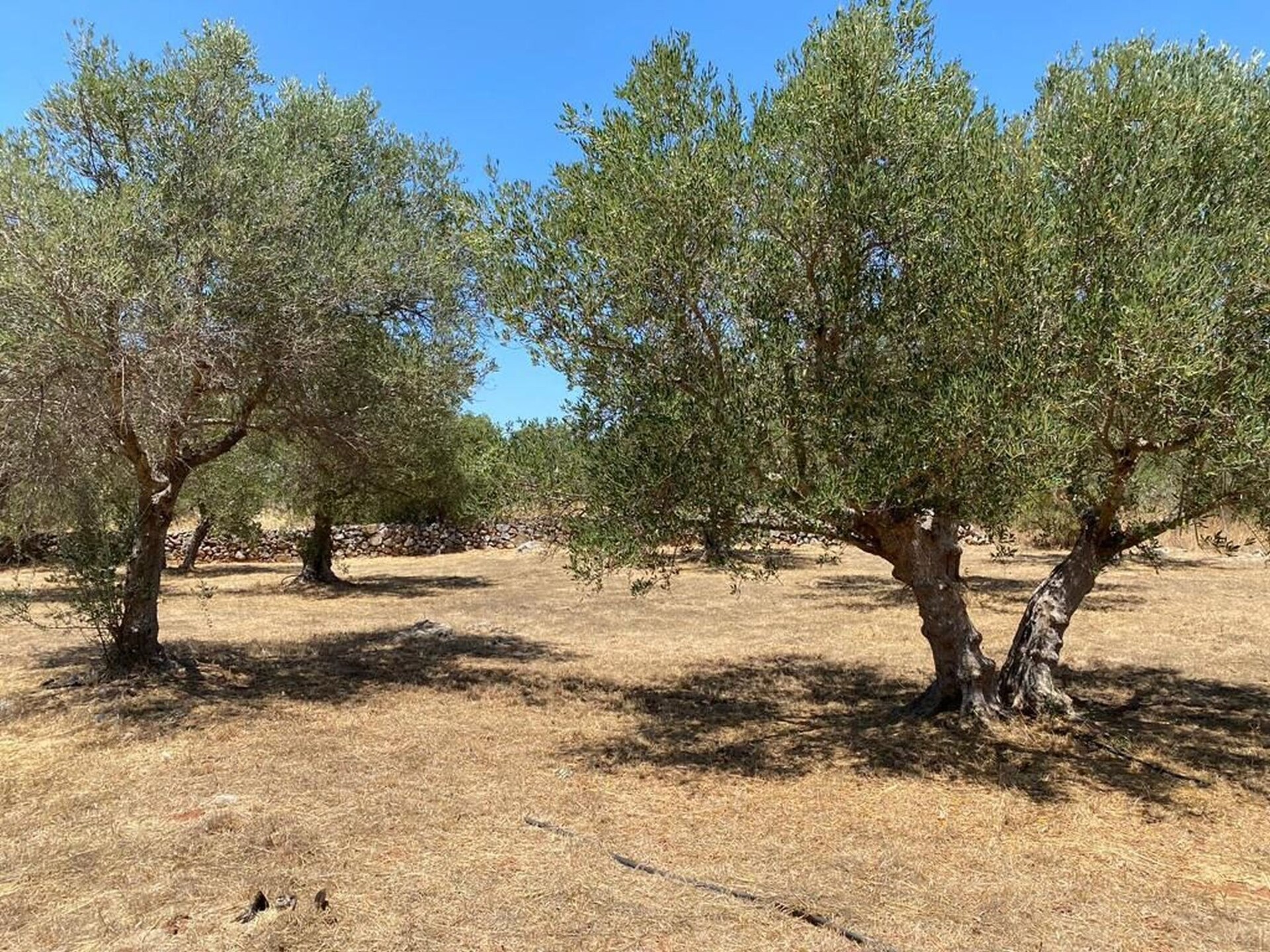 Villa Aloni: Authentieke villa met privézwembad en zeezicht op Kreta - foto 22