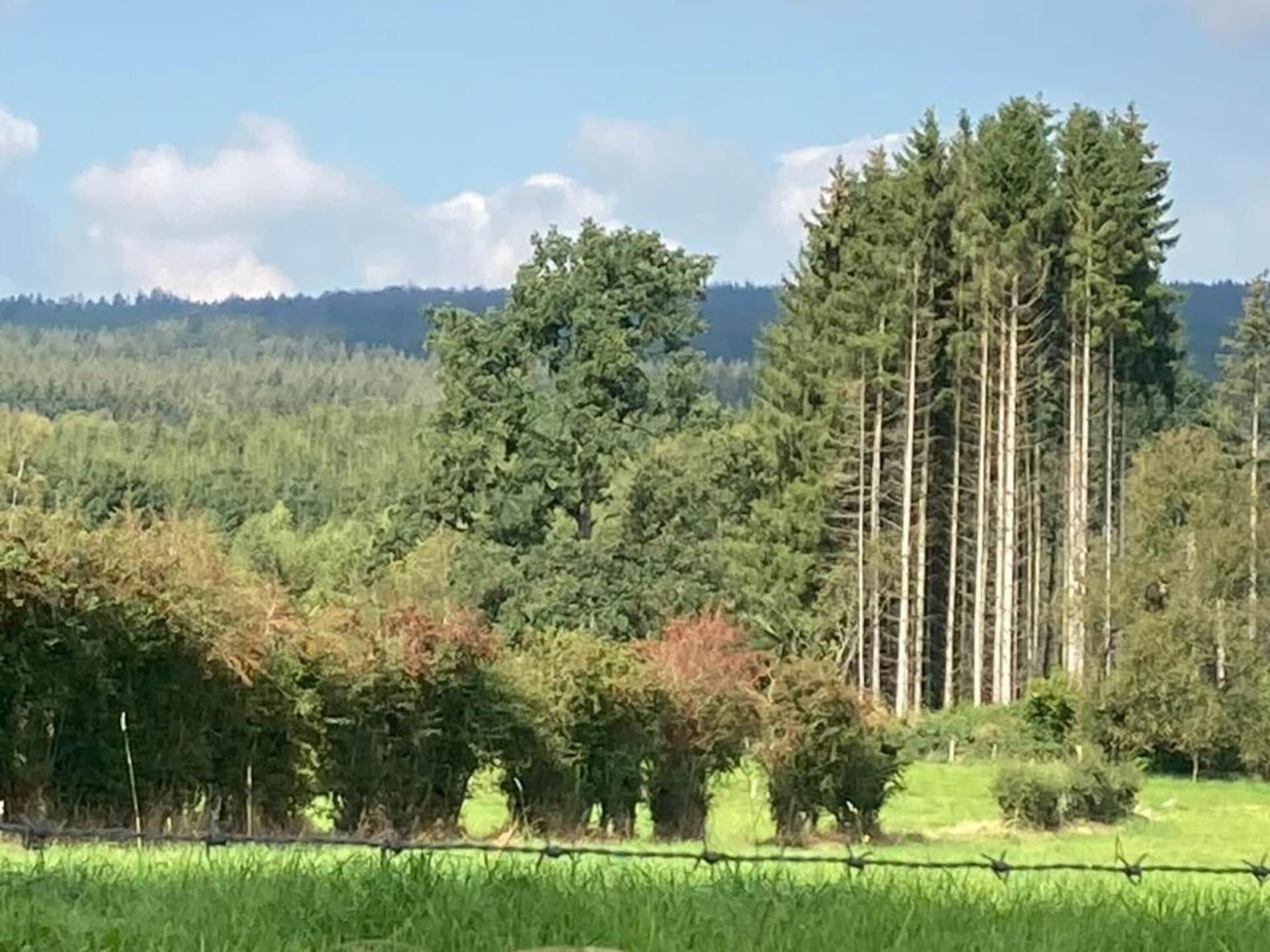 4-persoons appartement met balkon in het Ardense Durbuy - foto 37