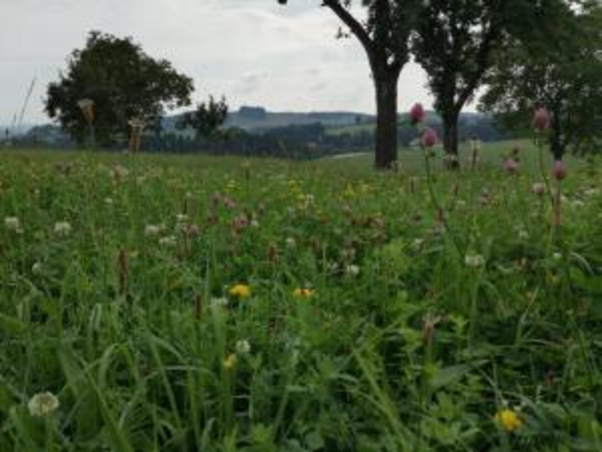 Vrijstaand boshuisje in Altenfeld, 3 km van skilift en centrum - foto 31