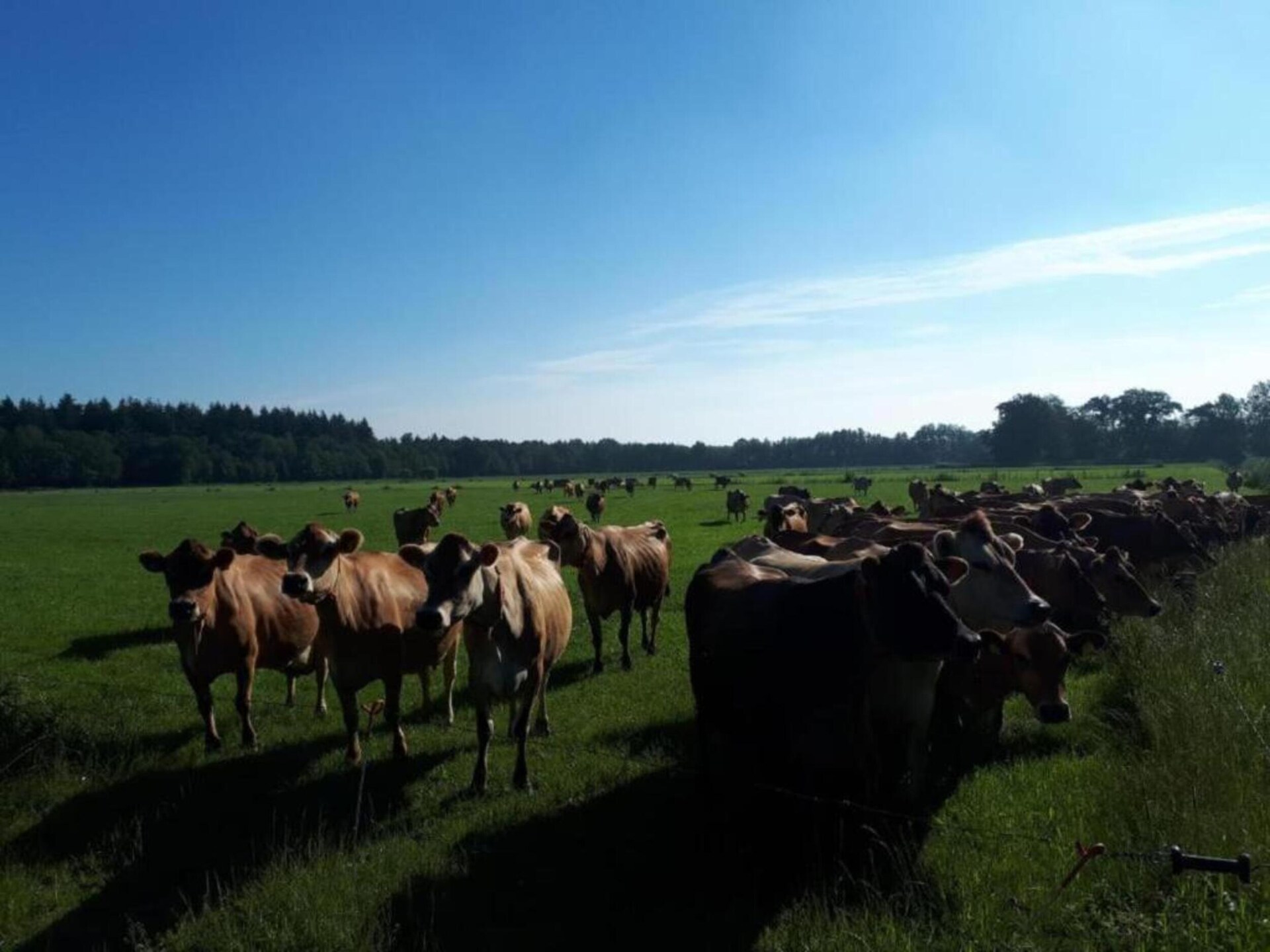 Luxe tentlodge op rustig vakantiepark in het Overijsselse Vechtdal - foto 18