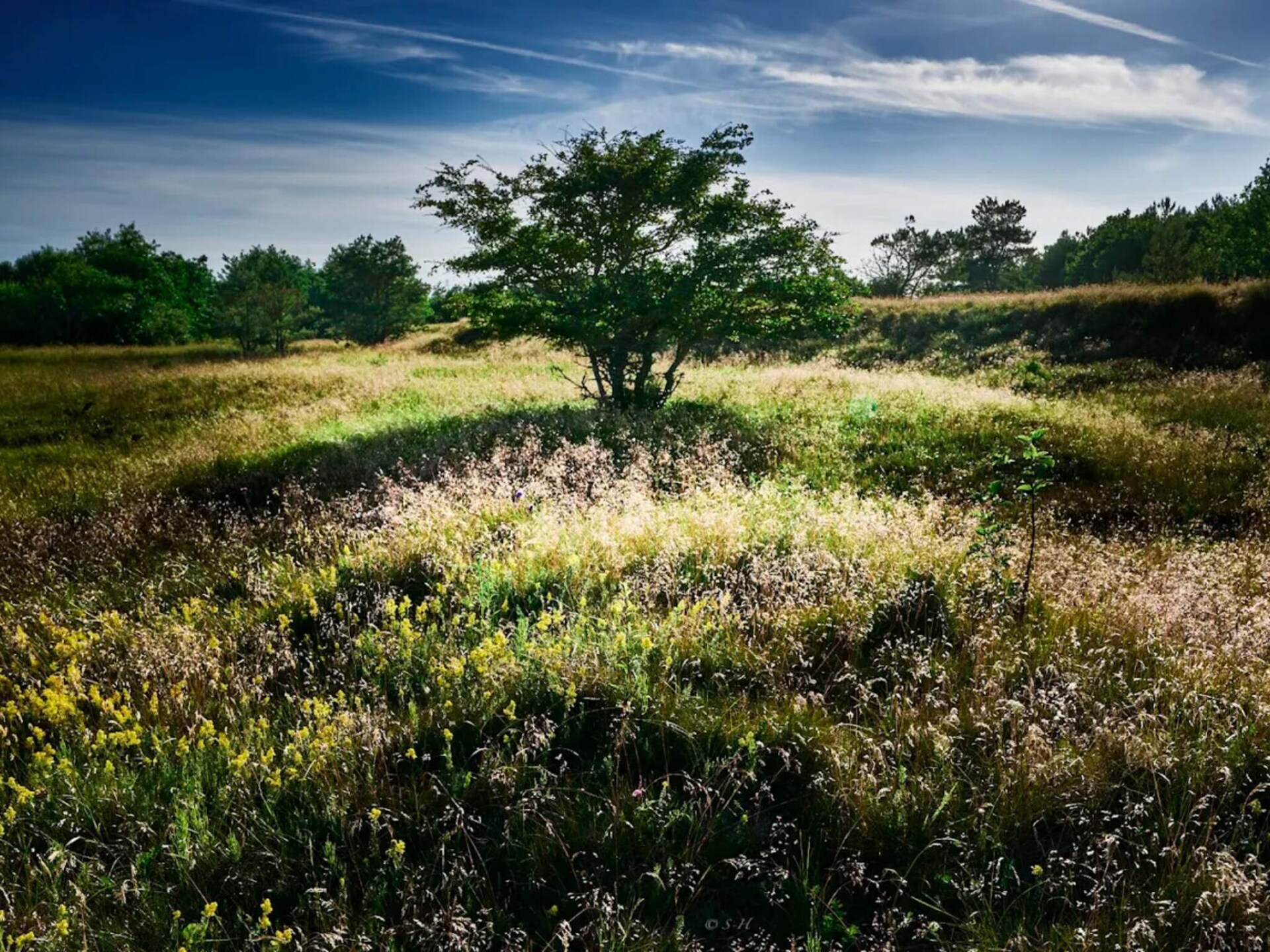 Vrijstaand vakantiehuis aan golfbaan, 300m van kindvriendelijk strand - foto 5