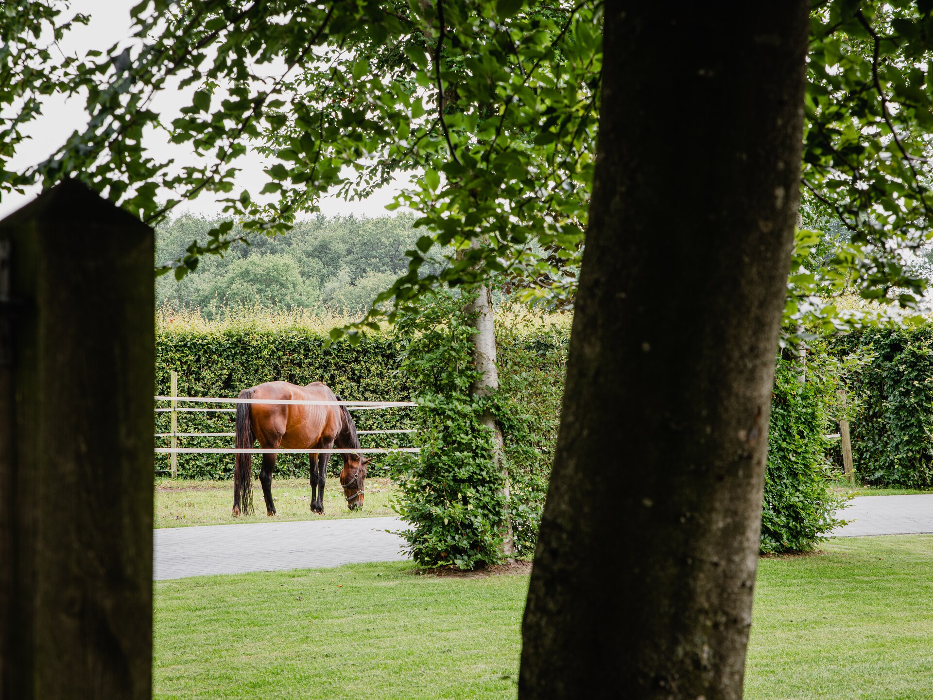 Dorpswoning De Volbloed – Luxe groepsaccommodatie in bosrijk Leende - foto 35