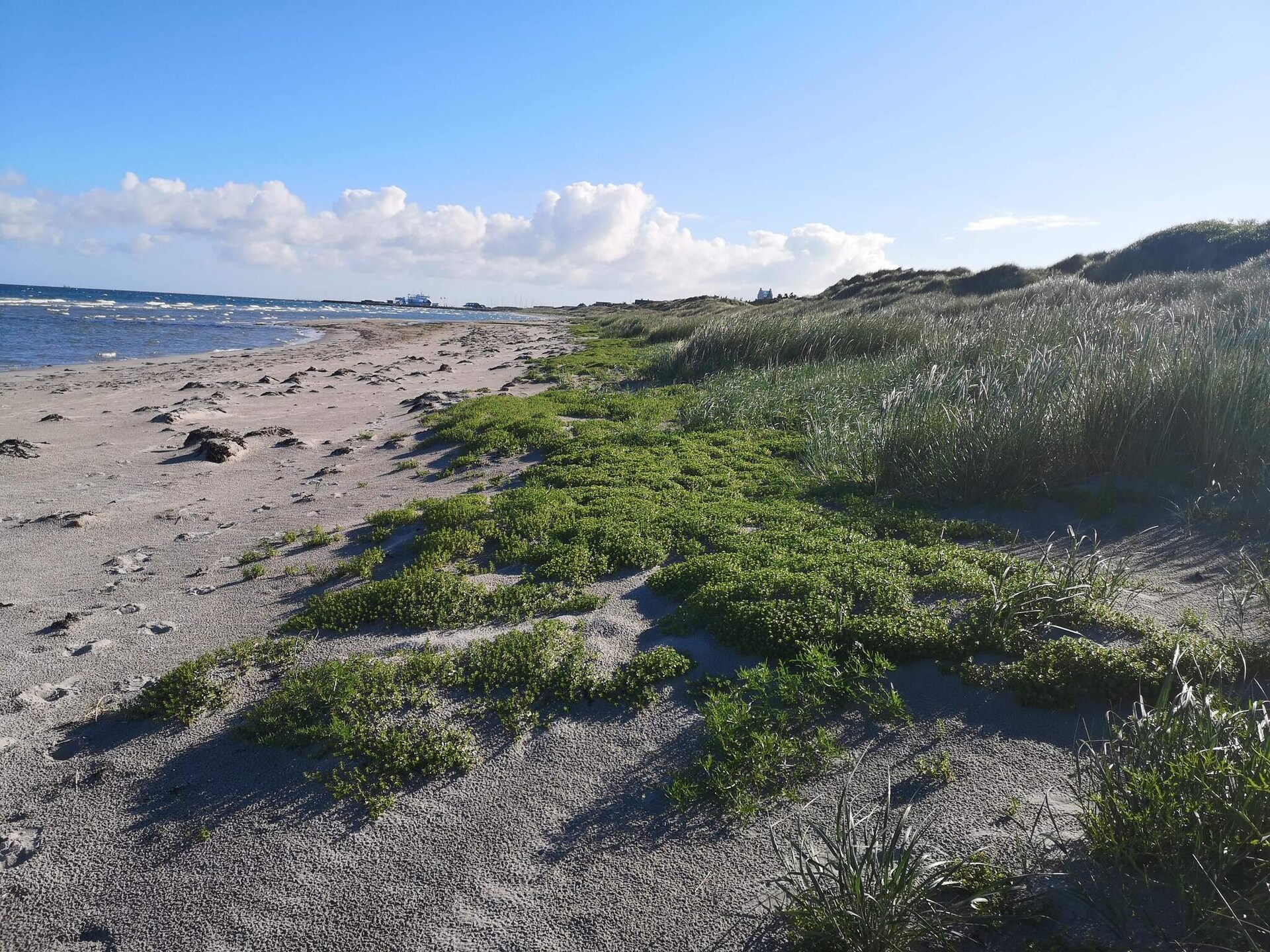 Sfeervol rietgedekt vakantiehuis midden in de natuur op Læsø - foto 4
