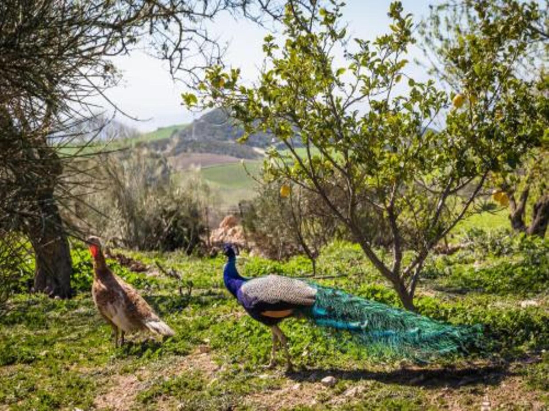 Romantisch vakantiehuis op ecologische finca met zwembad nabij Antequera - foto 27