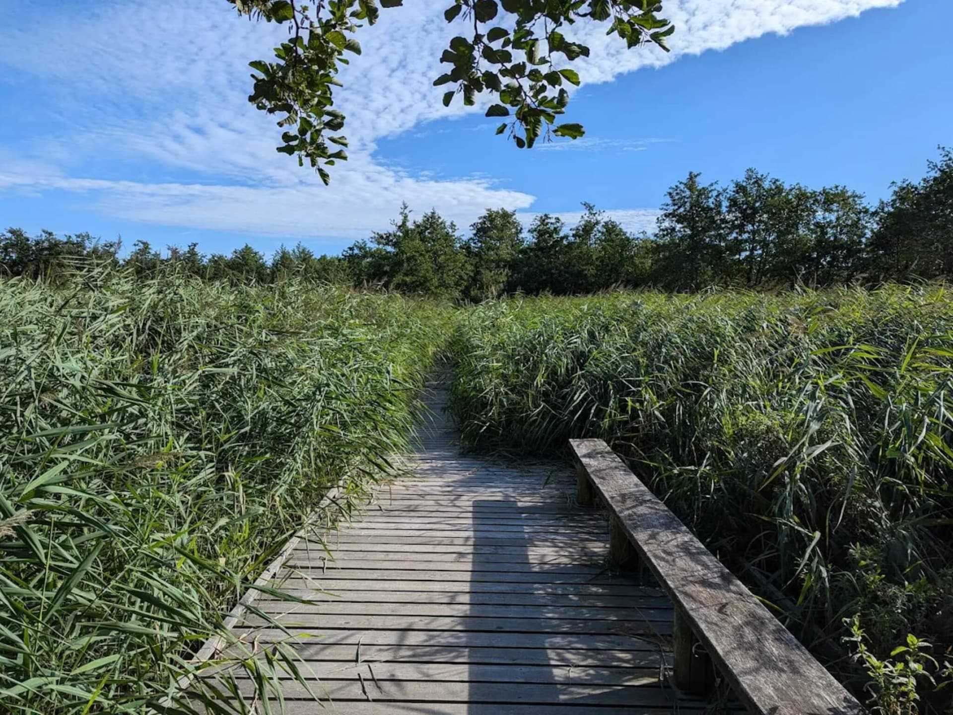 Rustiek vakantiehuis Bjælkely in het bos bij Frederiksværk - foto 4