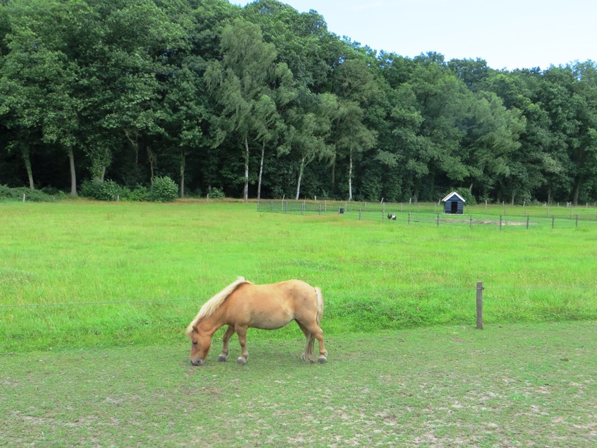 Familieboerderij in Twente met hot tub en Finse kota voor 14 personen - foto 25