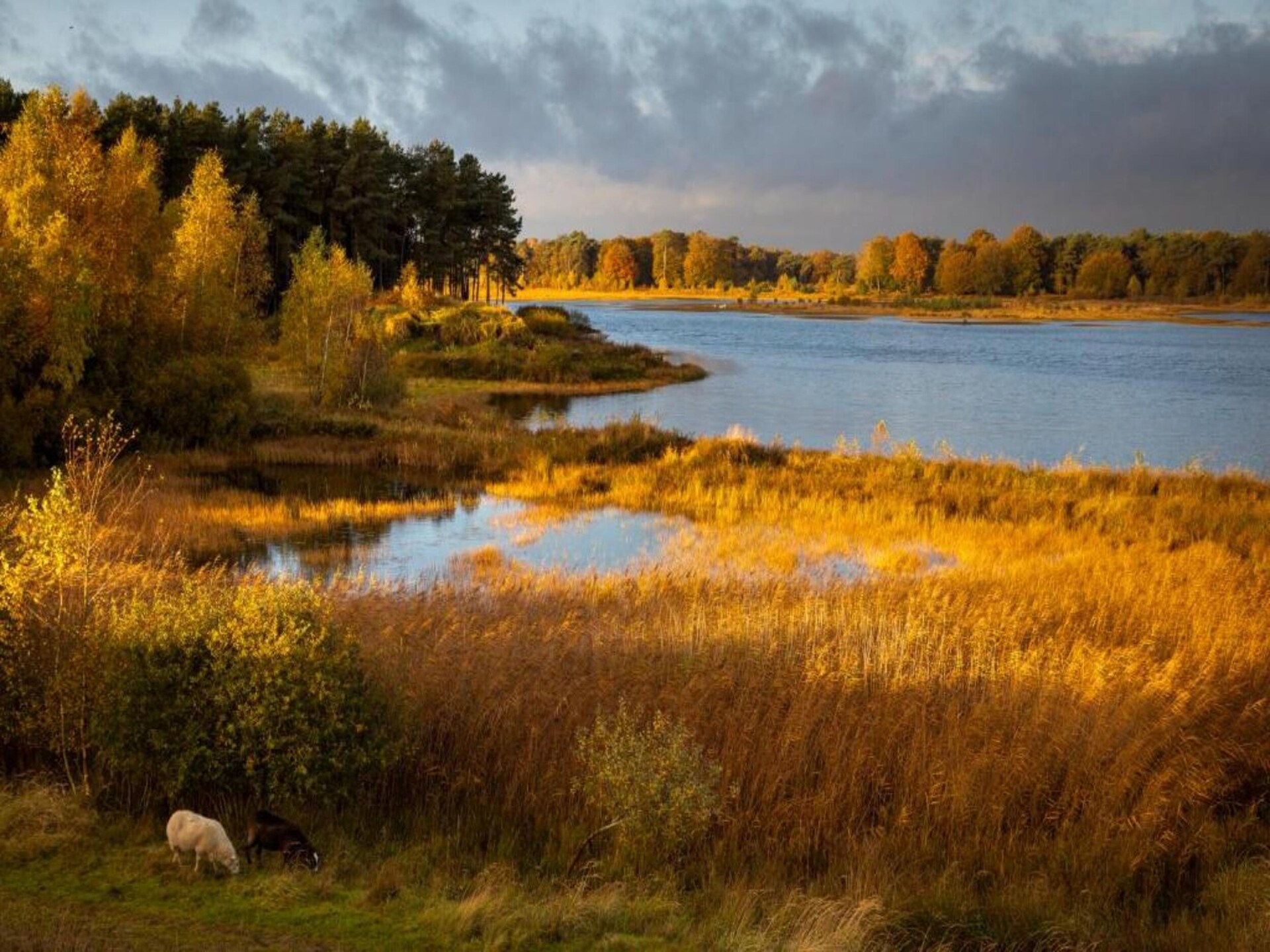 Safaritent met veranda op autoluw Glamping Resort Lauwersmeer - foto 22