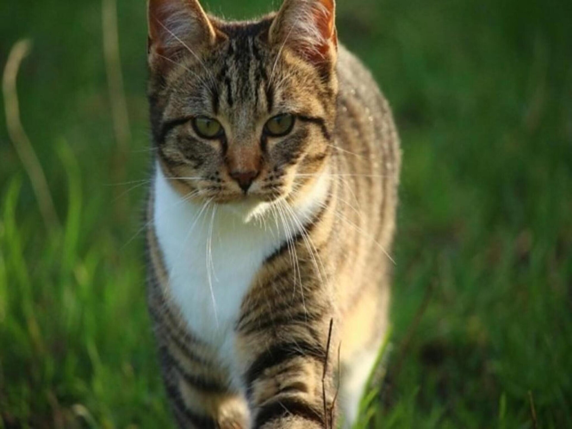 4-persoons appartement aan het strand in Trégastel - foto 33