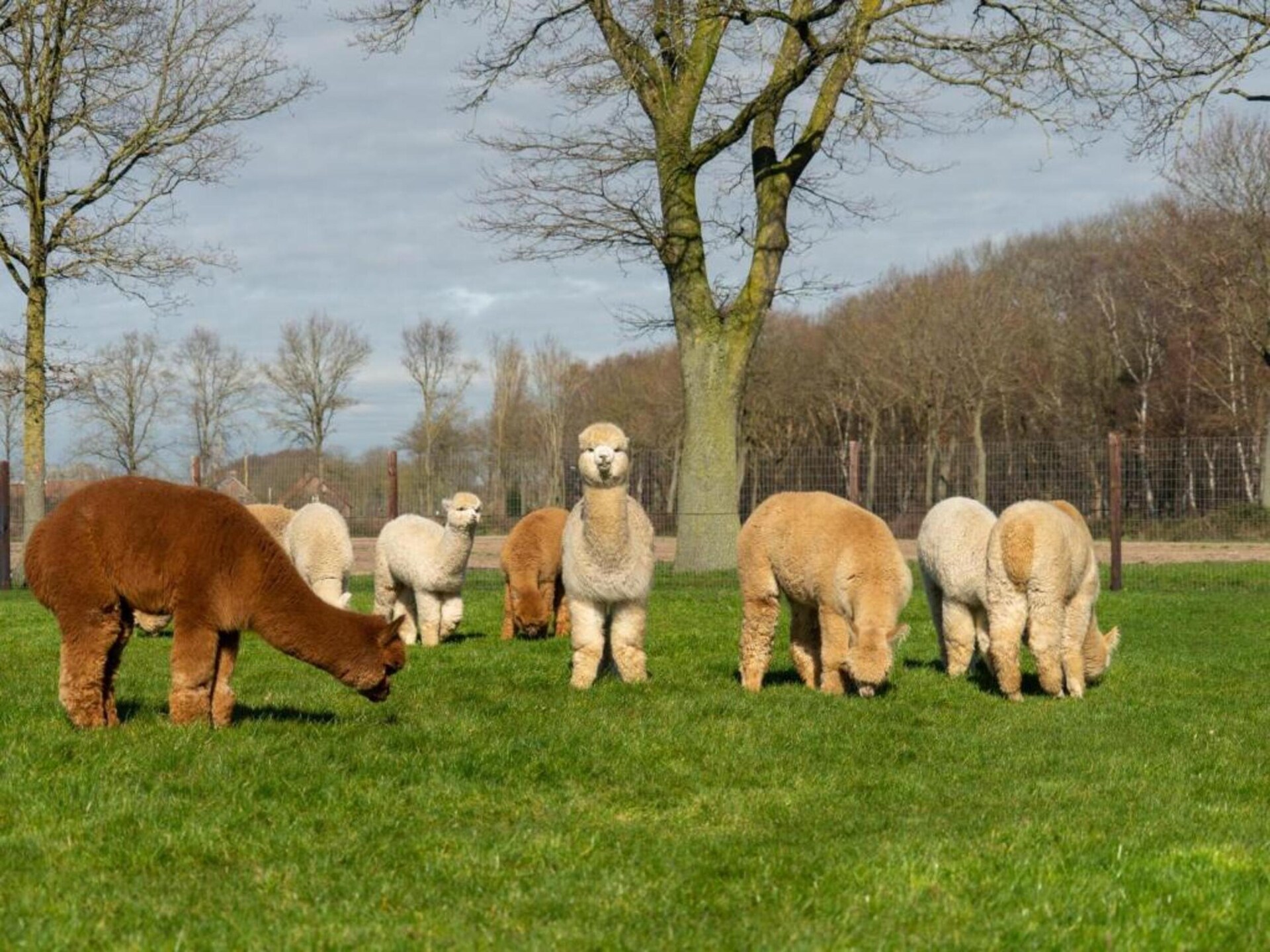 Wellness vakantiehuis met bubbelbad in bosrijk Uden voor 6 personen - foto 31