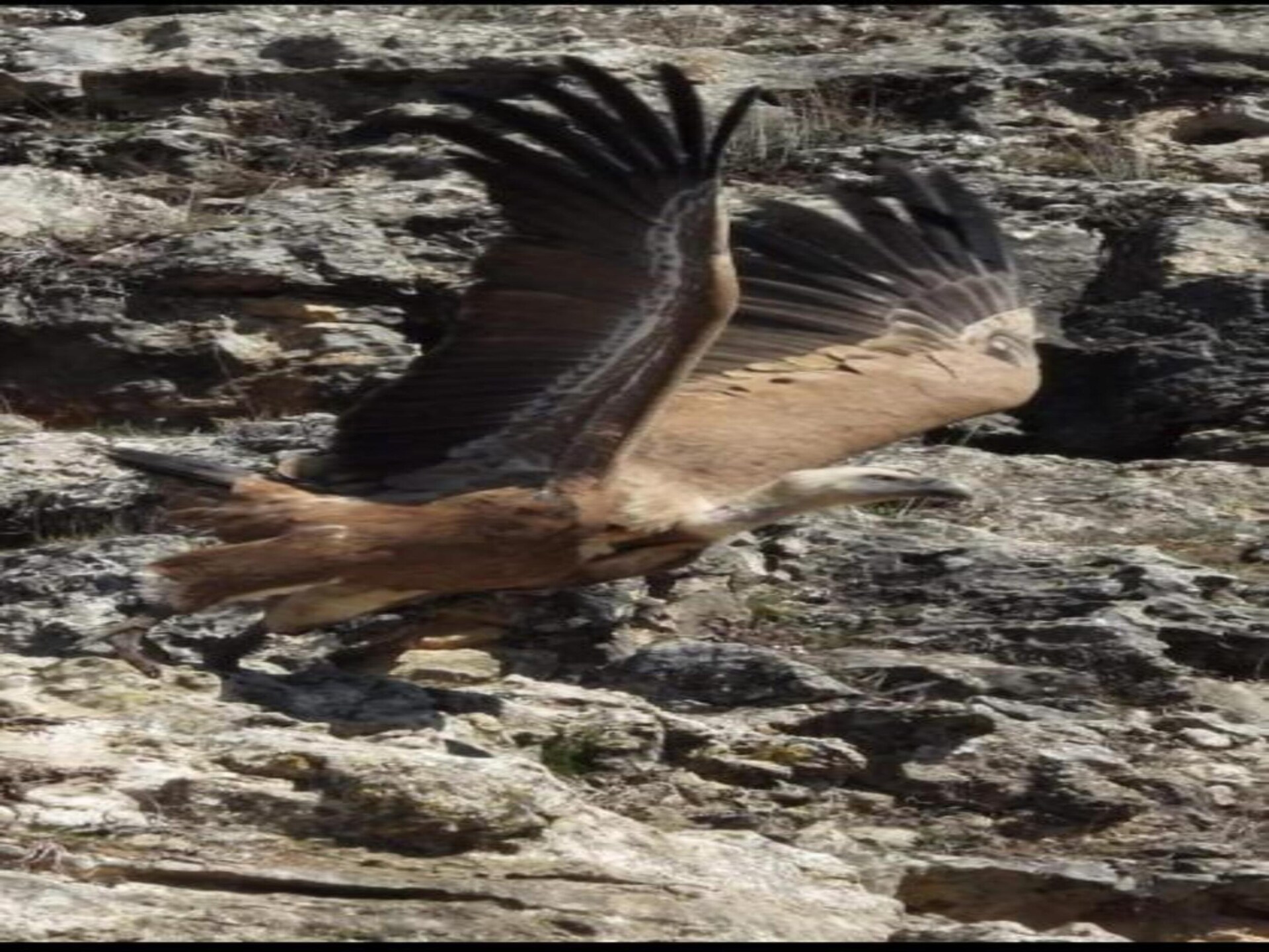 Uniek grothuis Casa Ed op het Spaanse platteland bij Cúllar - foto 29