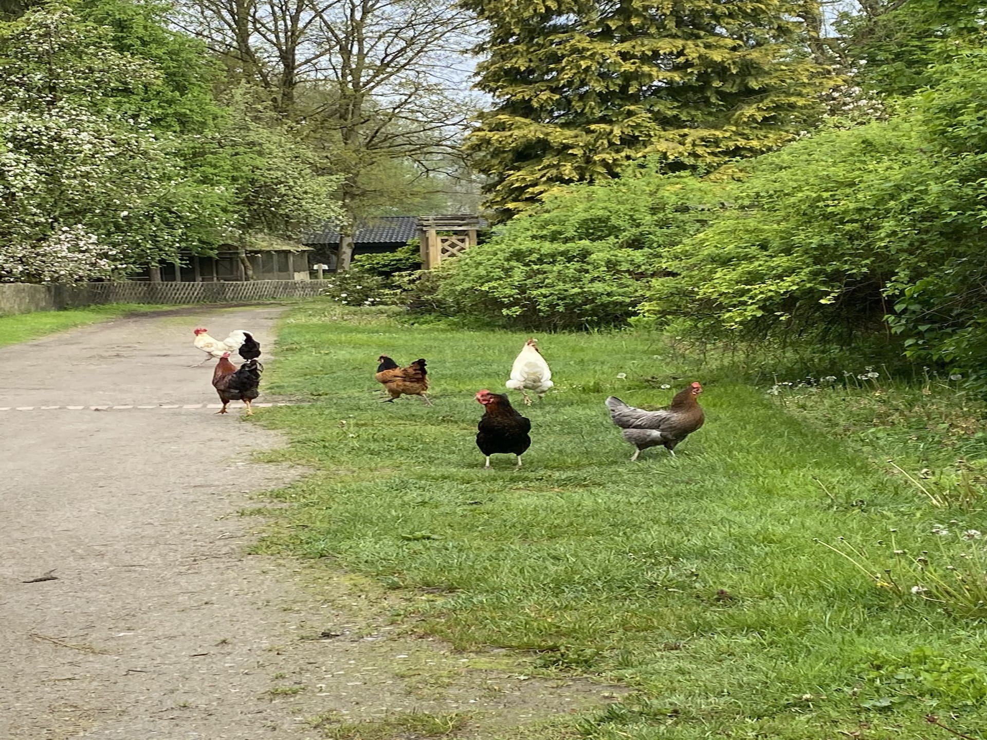 Knus vakantiehuis aan de bosrand met tuin bij Eschede, 4 personen - foto 14