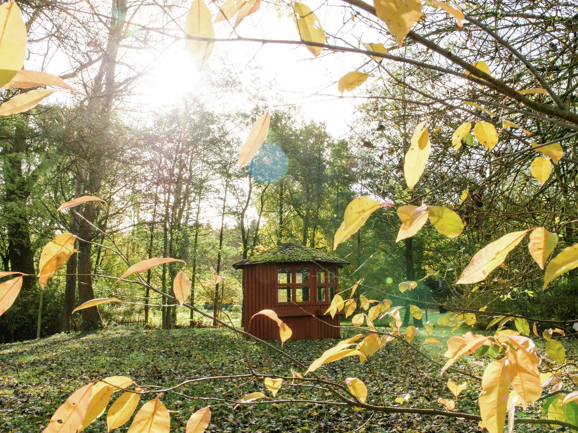 Knus vakantiehuis voor 3 in de bossen van Eschede, hondvriendelijk - foto 31