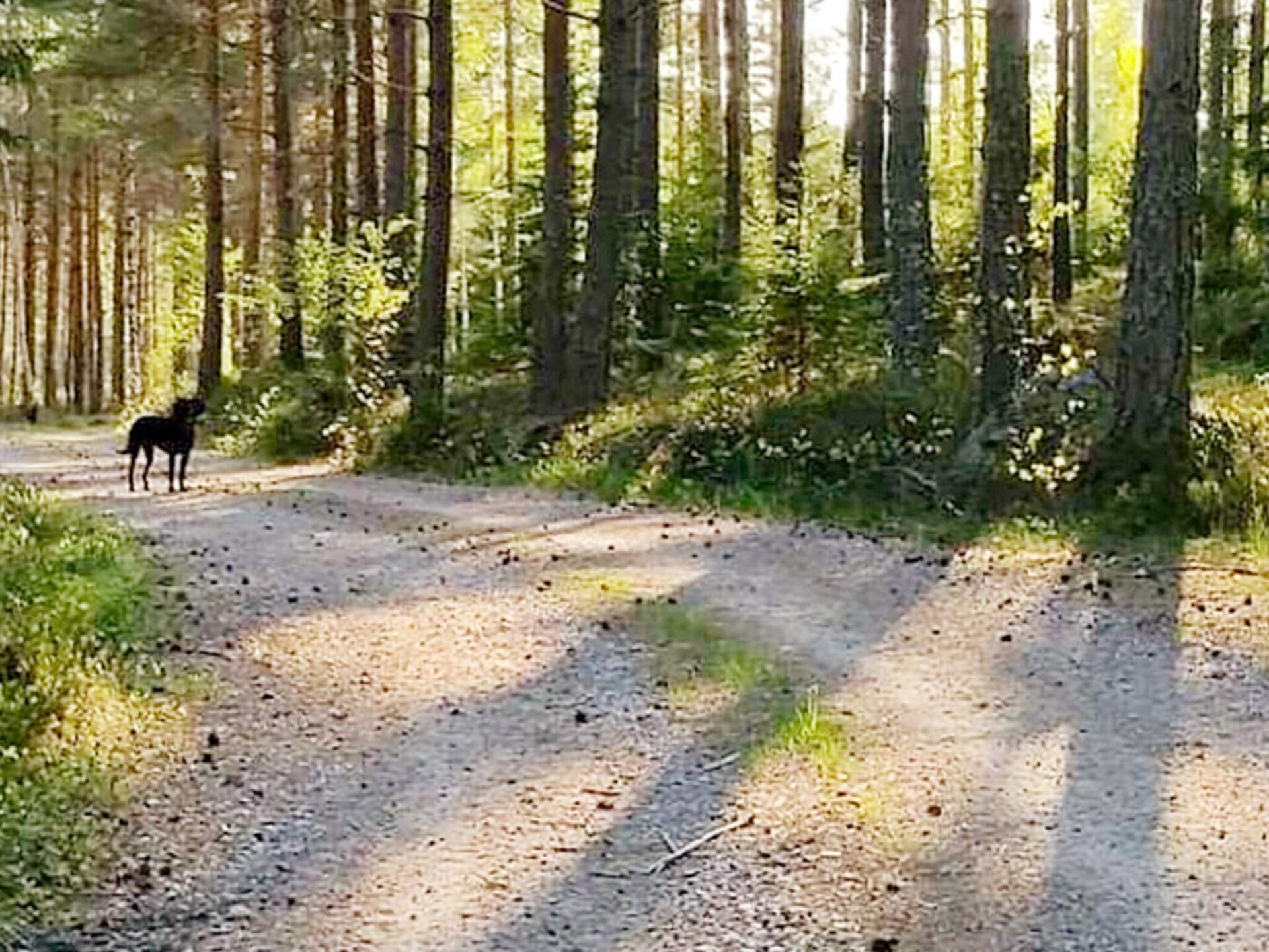 Vrijstaand vakantiehuis aan de golfbaan in de Smålandse bossen bij Gamleby - foto 11