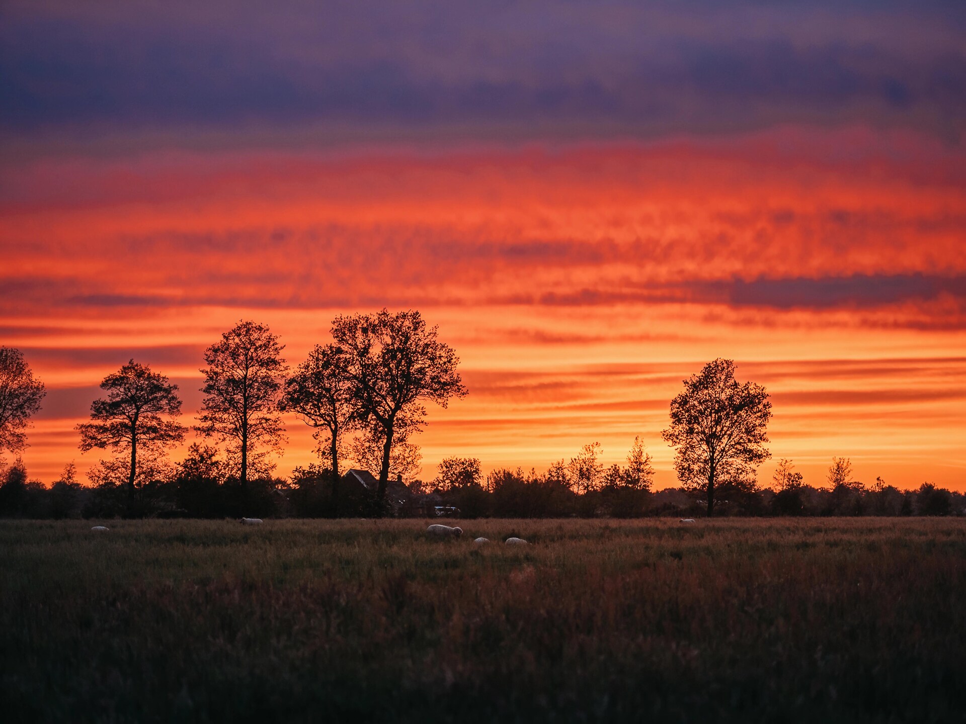 Wellness lodge met hottub aan de weilanden in Drenthe - foto 24