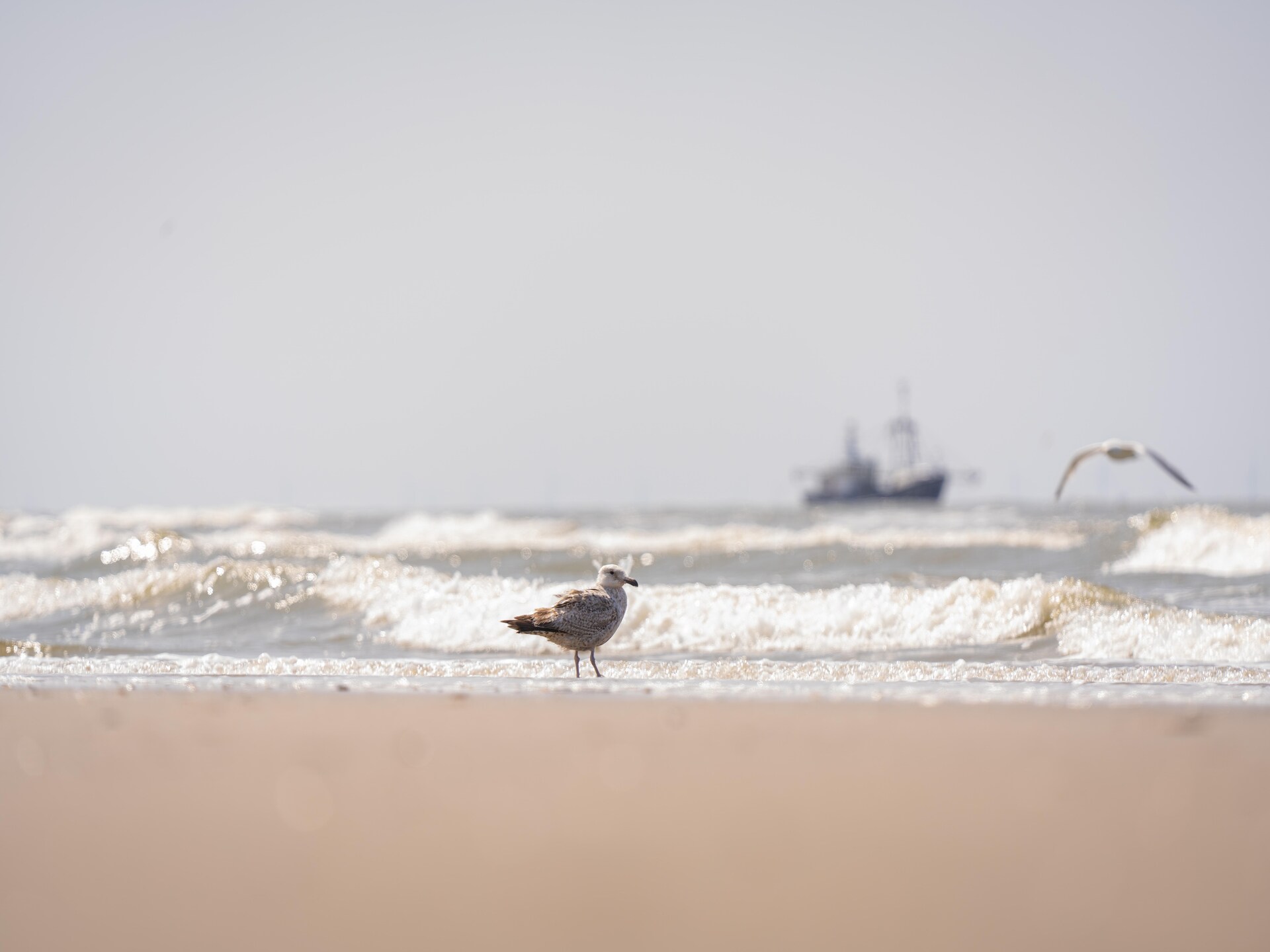 Beach House aan zee voor 6 personen in Wijk aan Zee - foto 16
