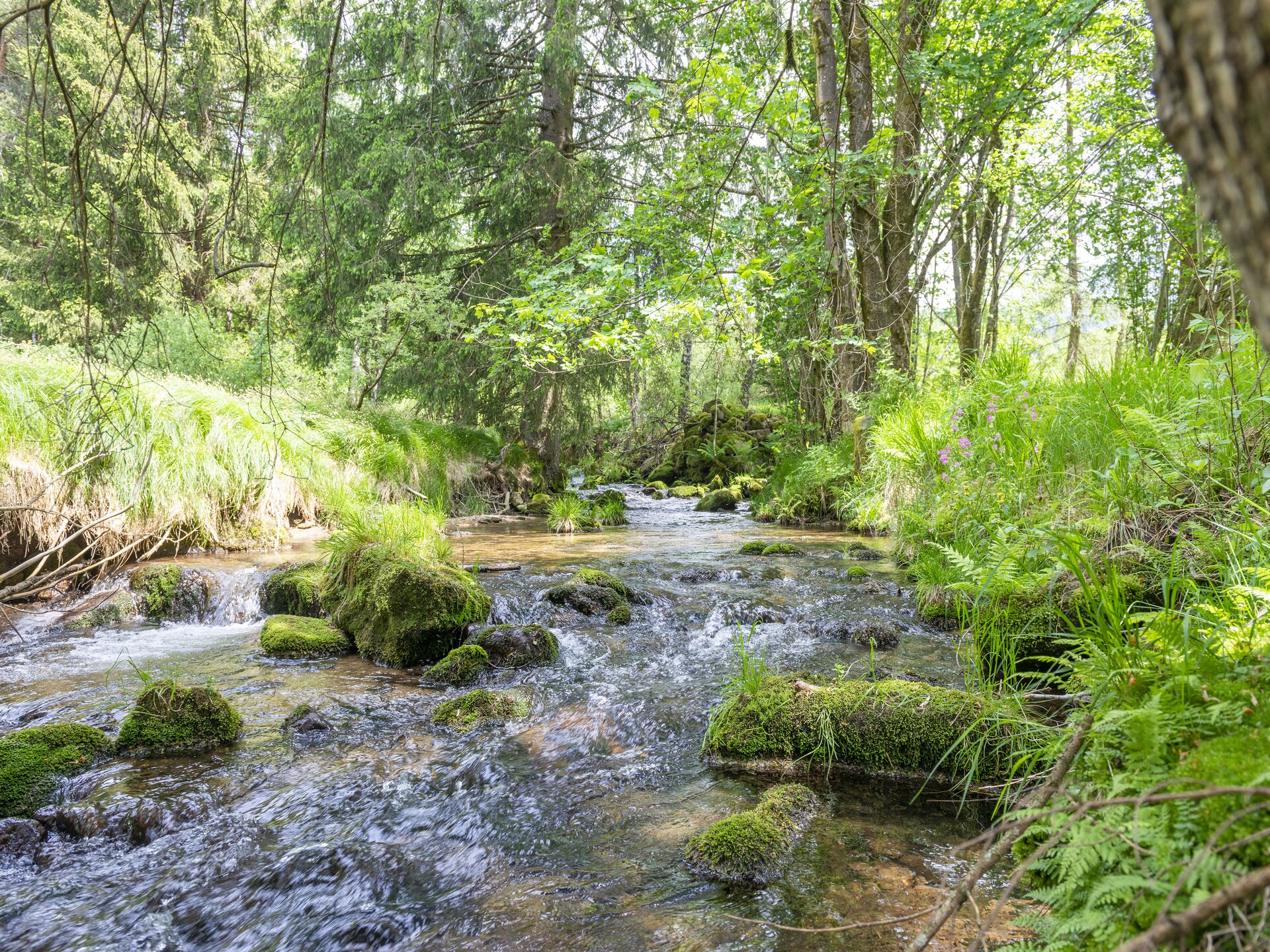 Bergchalet met natuurlijke zwembeek aan de bosrand in Schwarzenberg - foto 4
