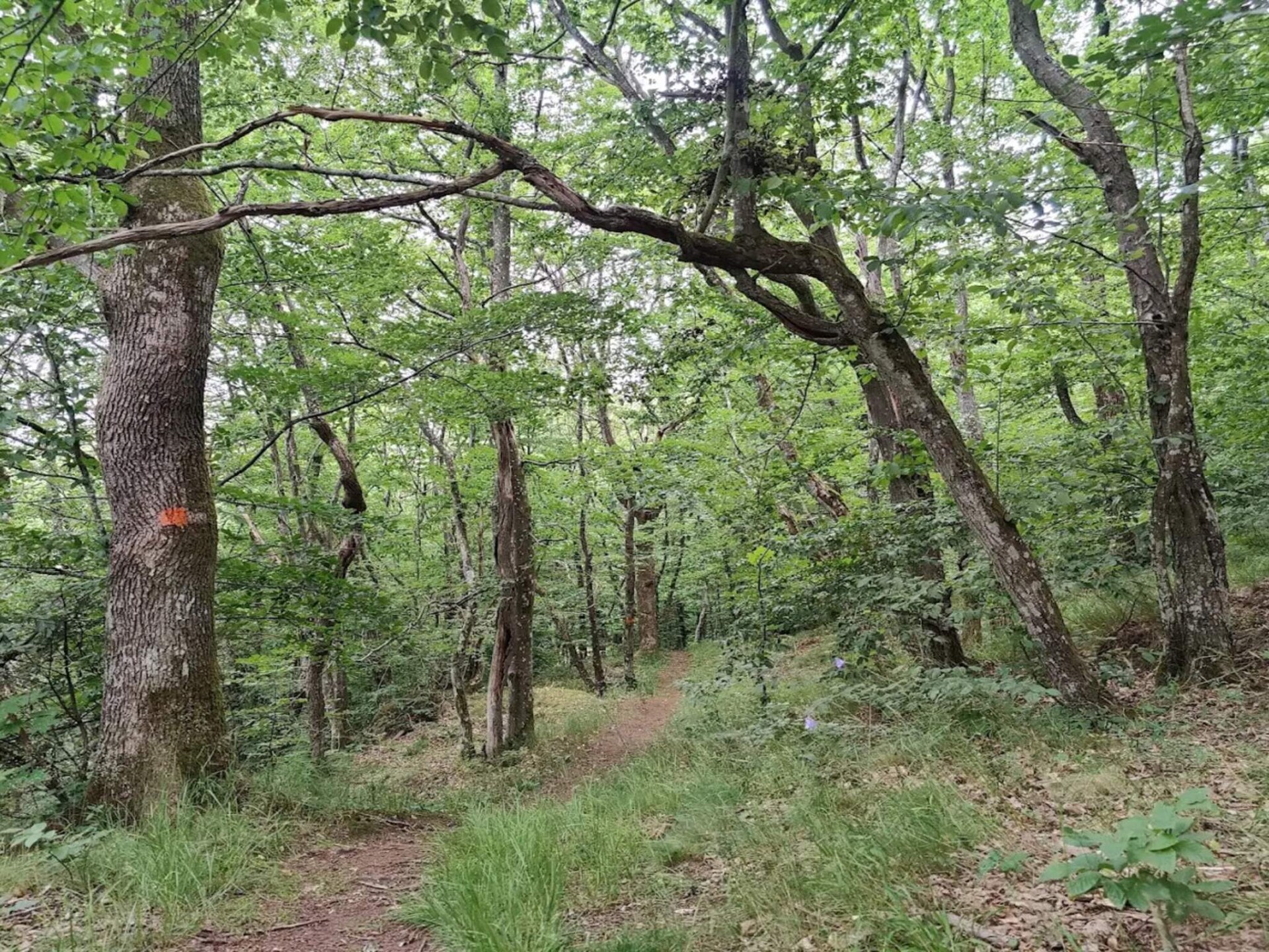 Traditioneel Zweedse boerderij met golfbaan op 9.000m² grond in Ljungbyhed - foto 16