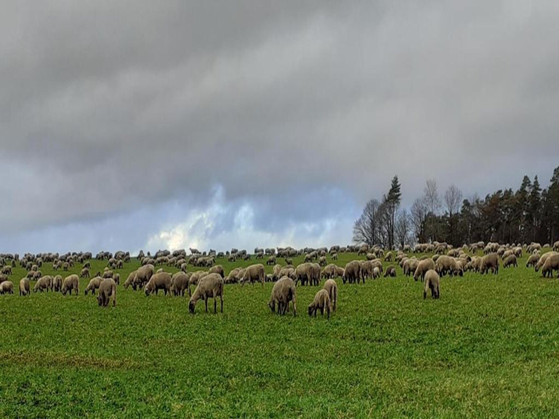 Rustiek Appartement op de Boerderij met Alpaca's in Pracht - foto 31