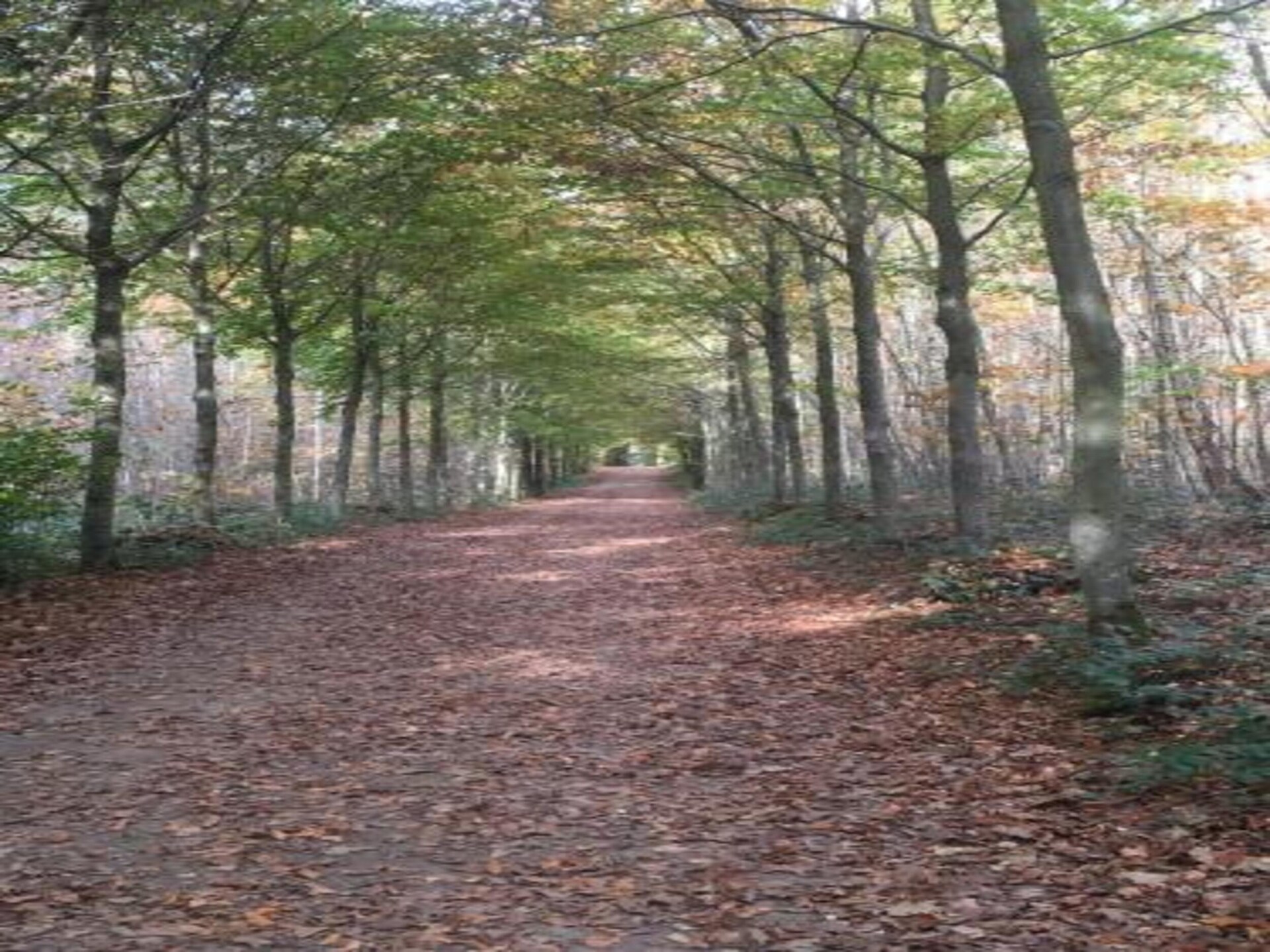 18-persoons vakantiehuis met sauna, golfbaan op 200 m in Barvaux - foto 28