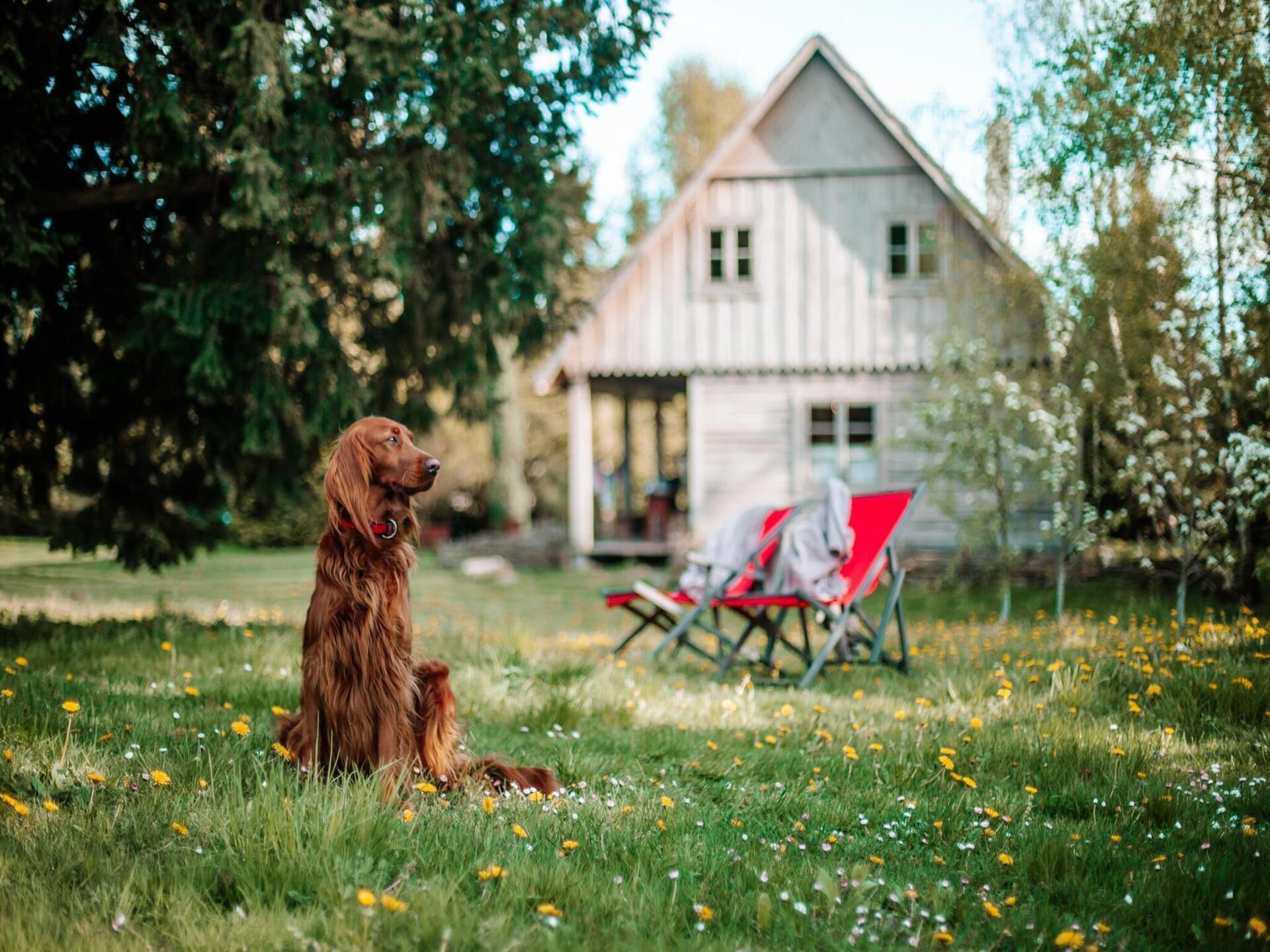 Sfeervol vakantiehuis met zwembad en grote tuin in Bełczna, West-Pommeren - foto 22