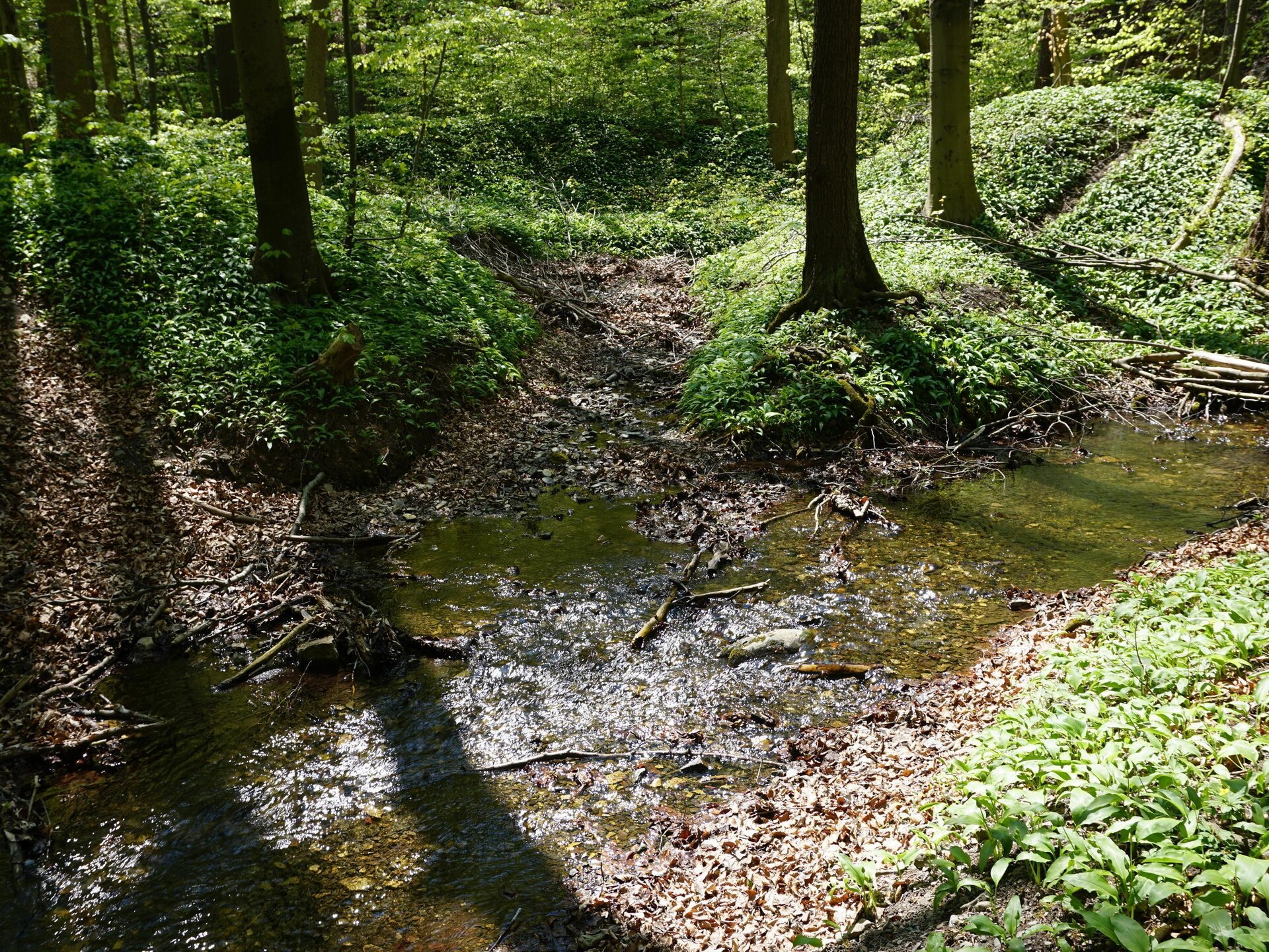 Haus 2 Blauvogel: Gezellig vakantiehuis in het hart van de Harz - foto 21