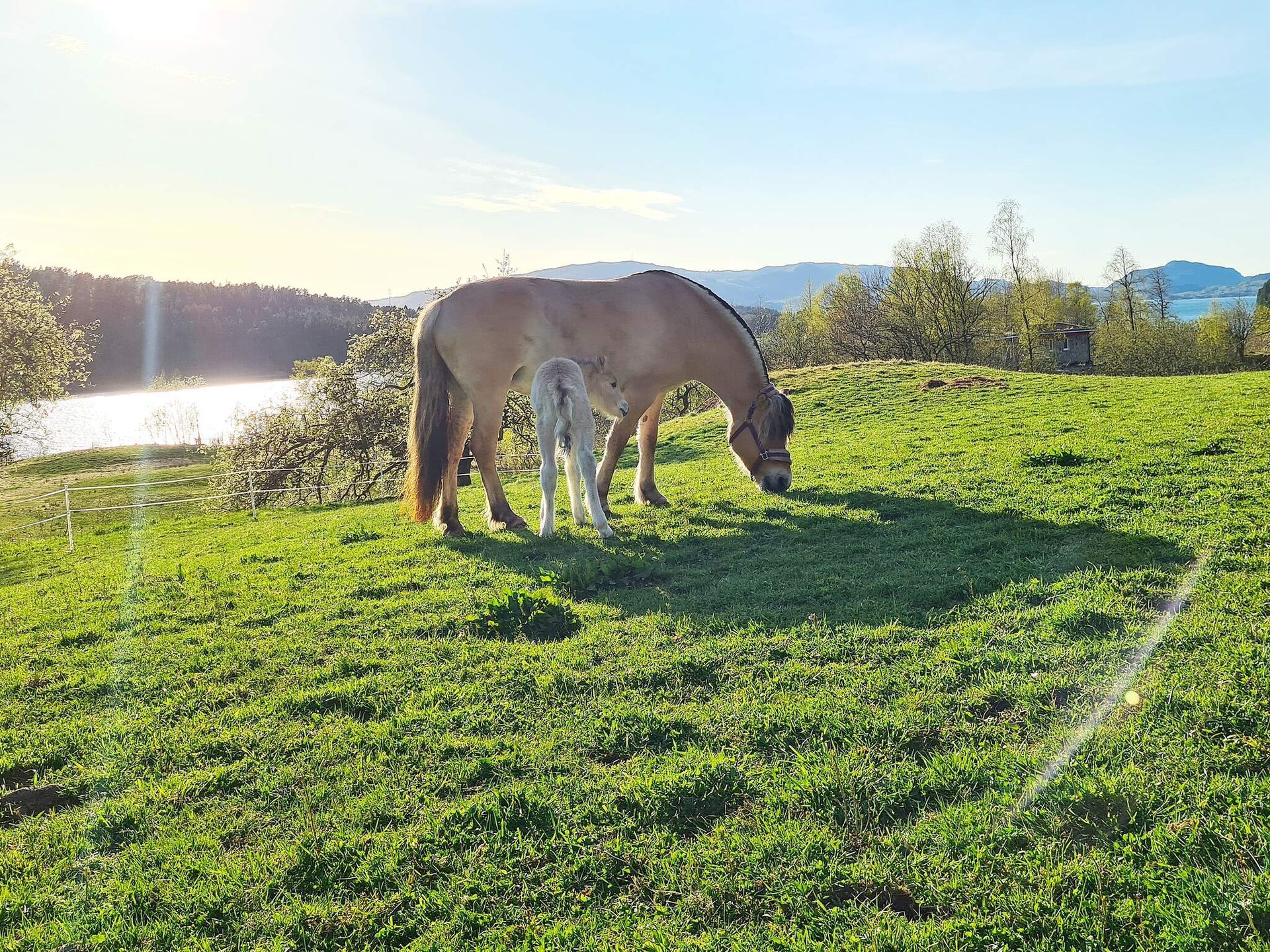Vrijstaand vakantiehuis aan het water op Osterøy met uitzicht over Lonevågen - foto 5