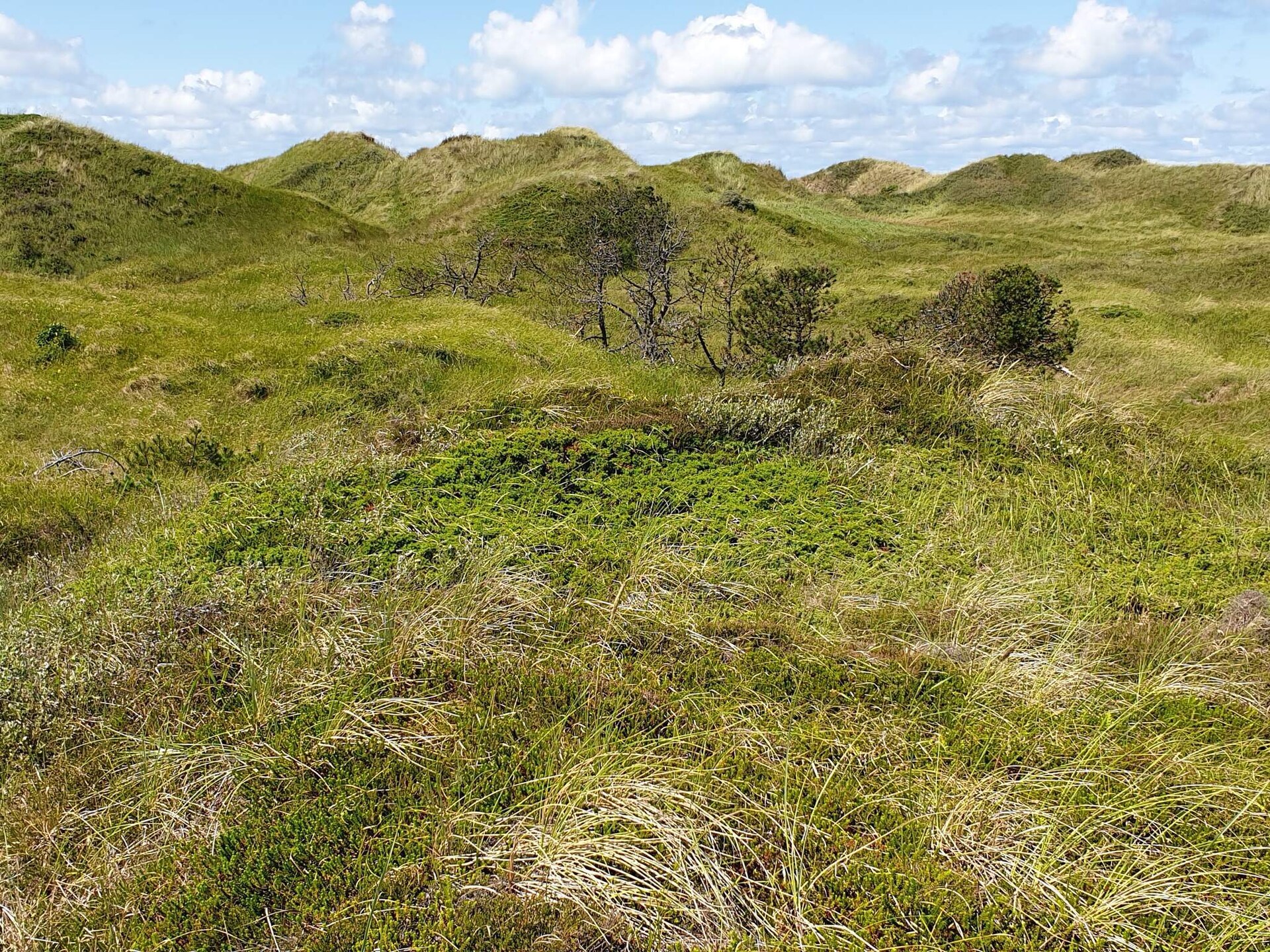 Licht vakantiehuis bij de duinen en het strand van Rødhus - foto 9