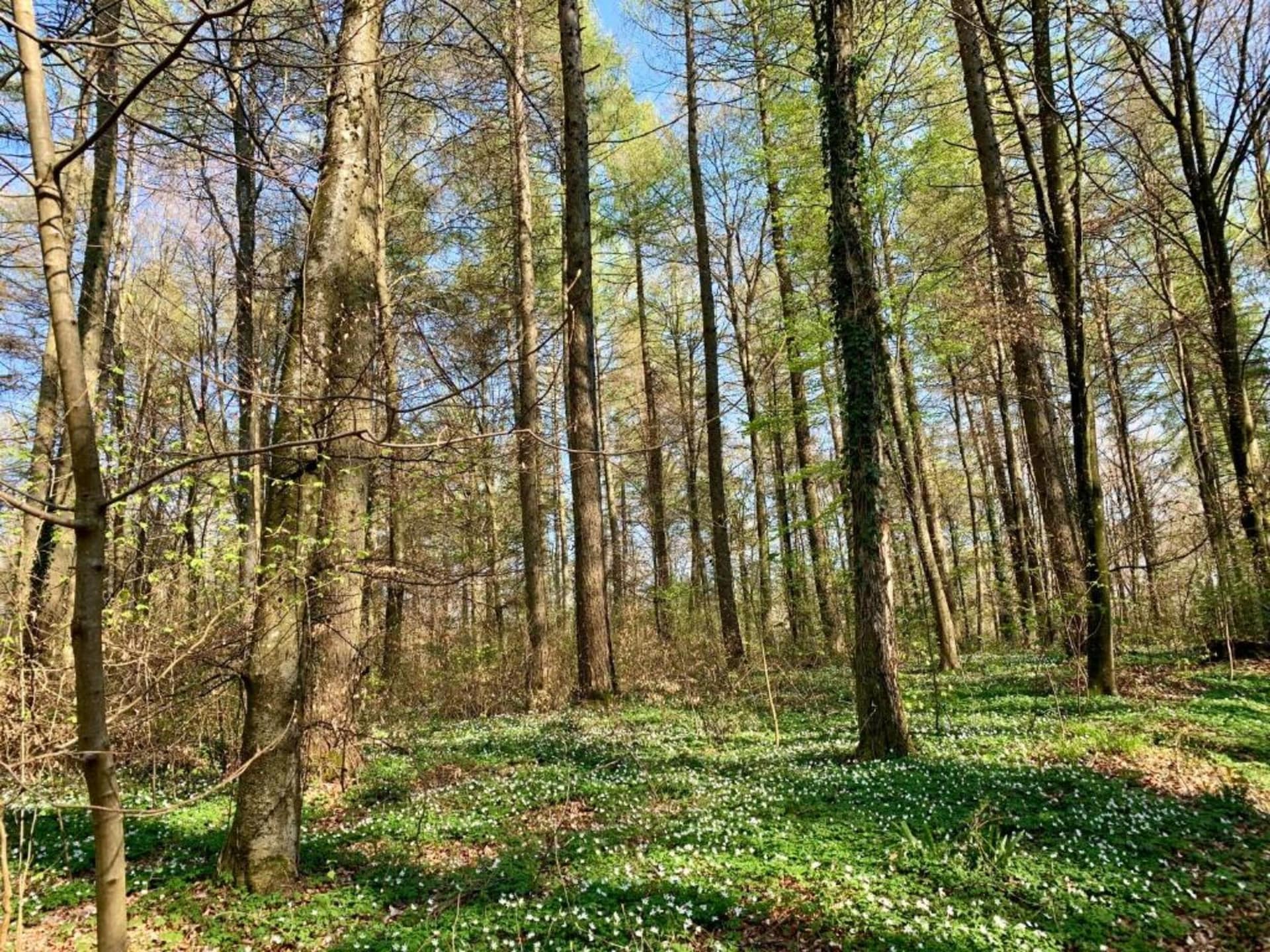 Knusse bungalow voor 2 personen in Hallschlag bij Kronenburgmeer - foto 26