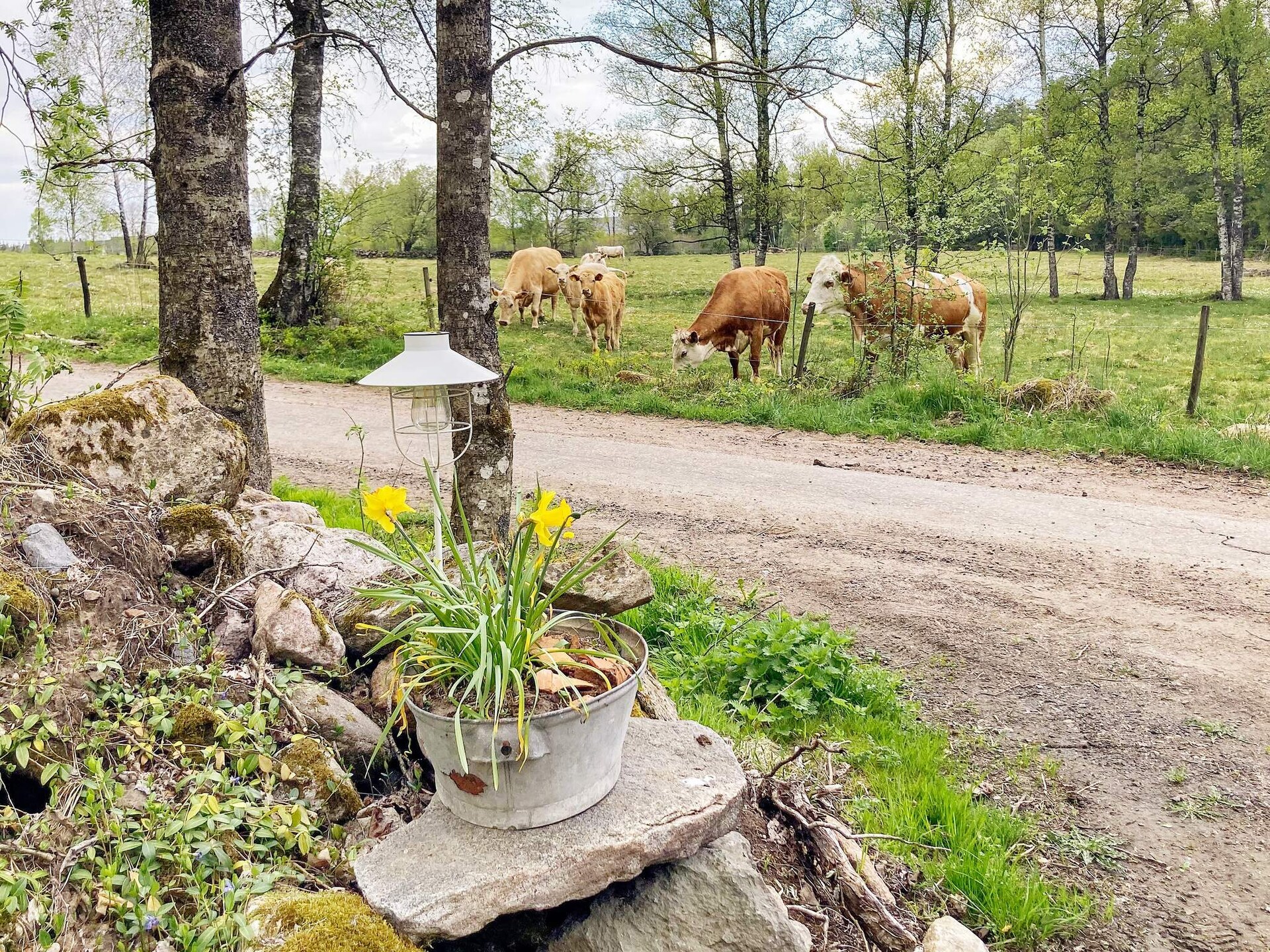 Historisch vakantiehuis aan de golfbaan in Hestra voor 8 personen - foto 35