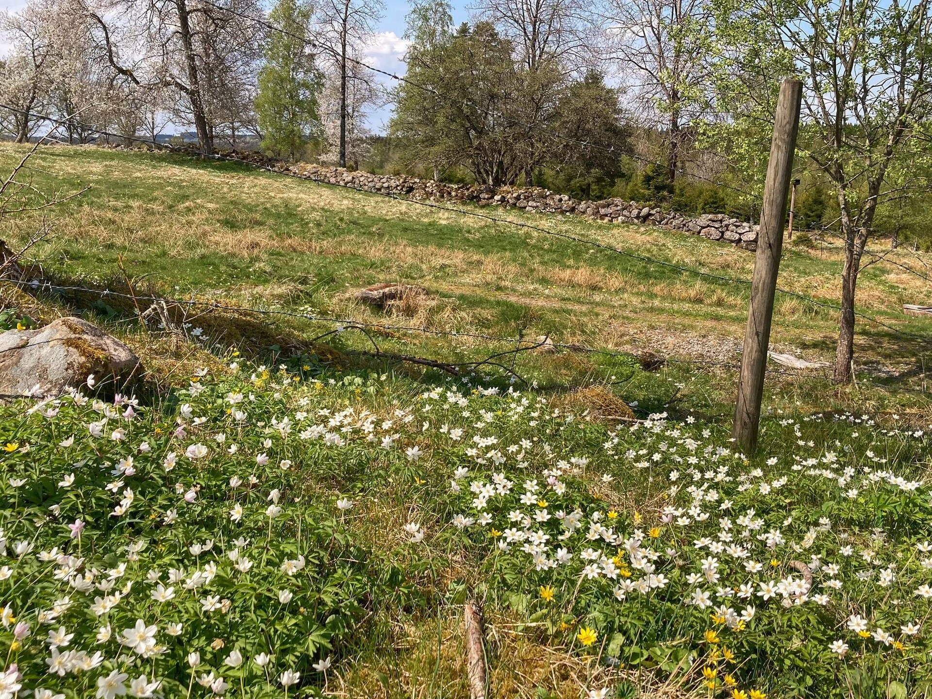 Authentiek Zweeds vakantiehuis aan privé vijver bij Ulricehamn - foto 31