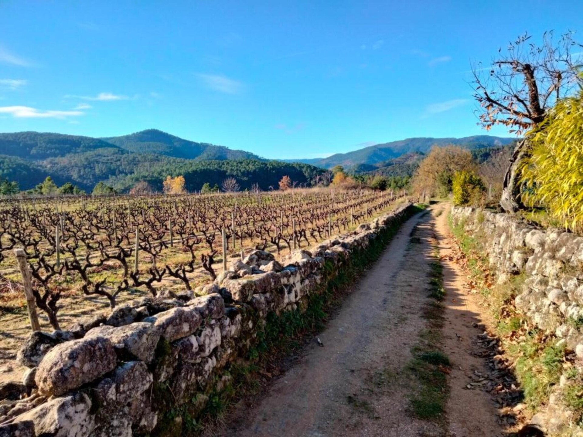 Authentieke Ardèche-boerderij met tuin, 25 km van Vallon Pont d'Arc - foto 36