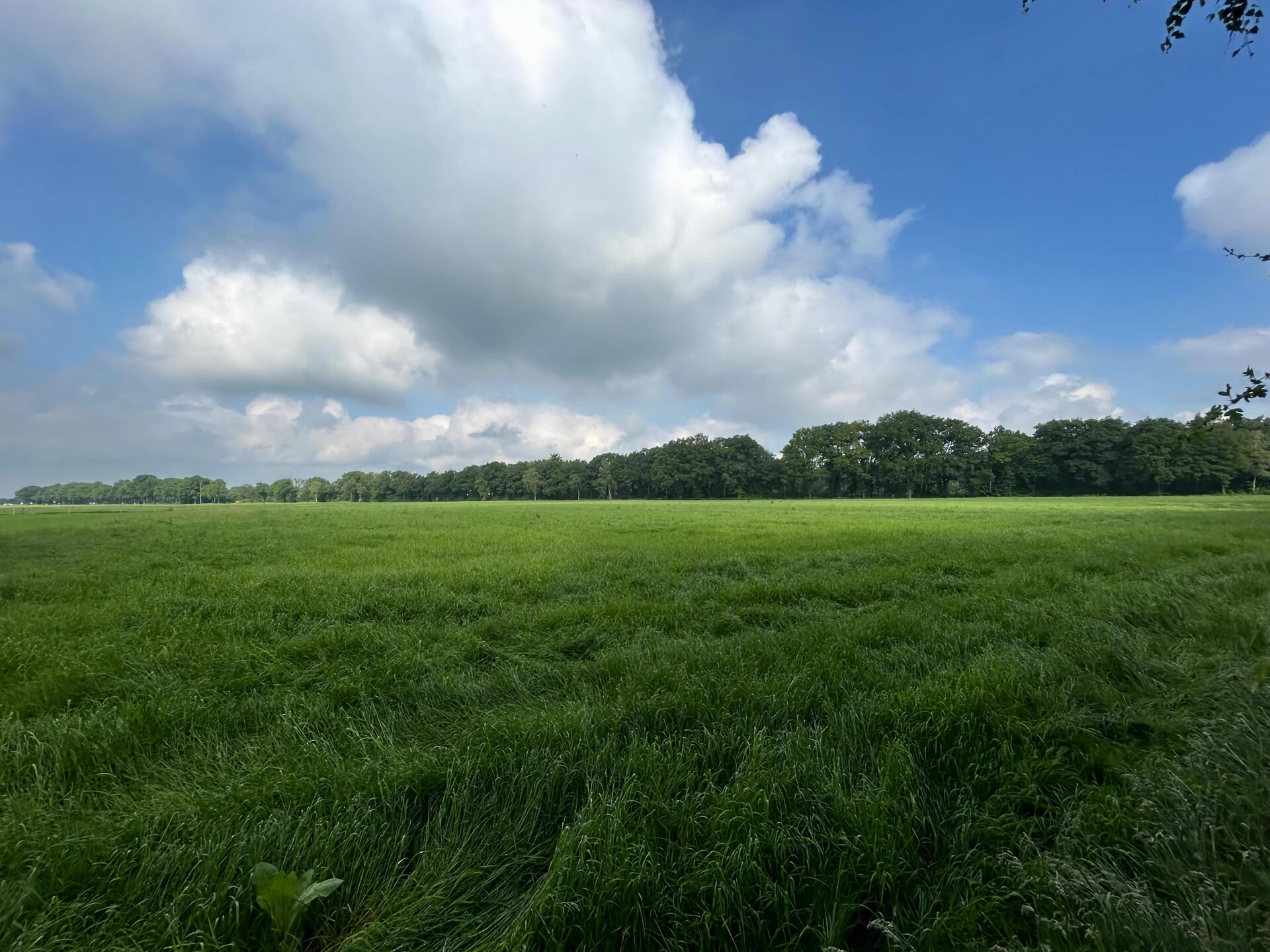 Bos suite: Heerlijk vakantiehuis in het groen van Zelhem - foto 32