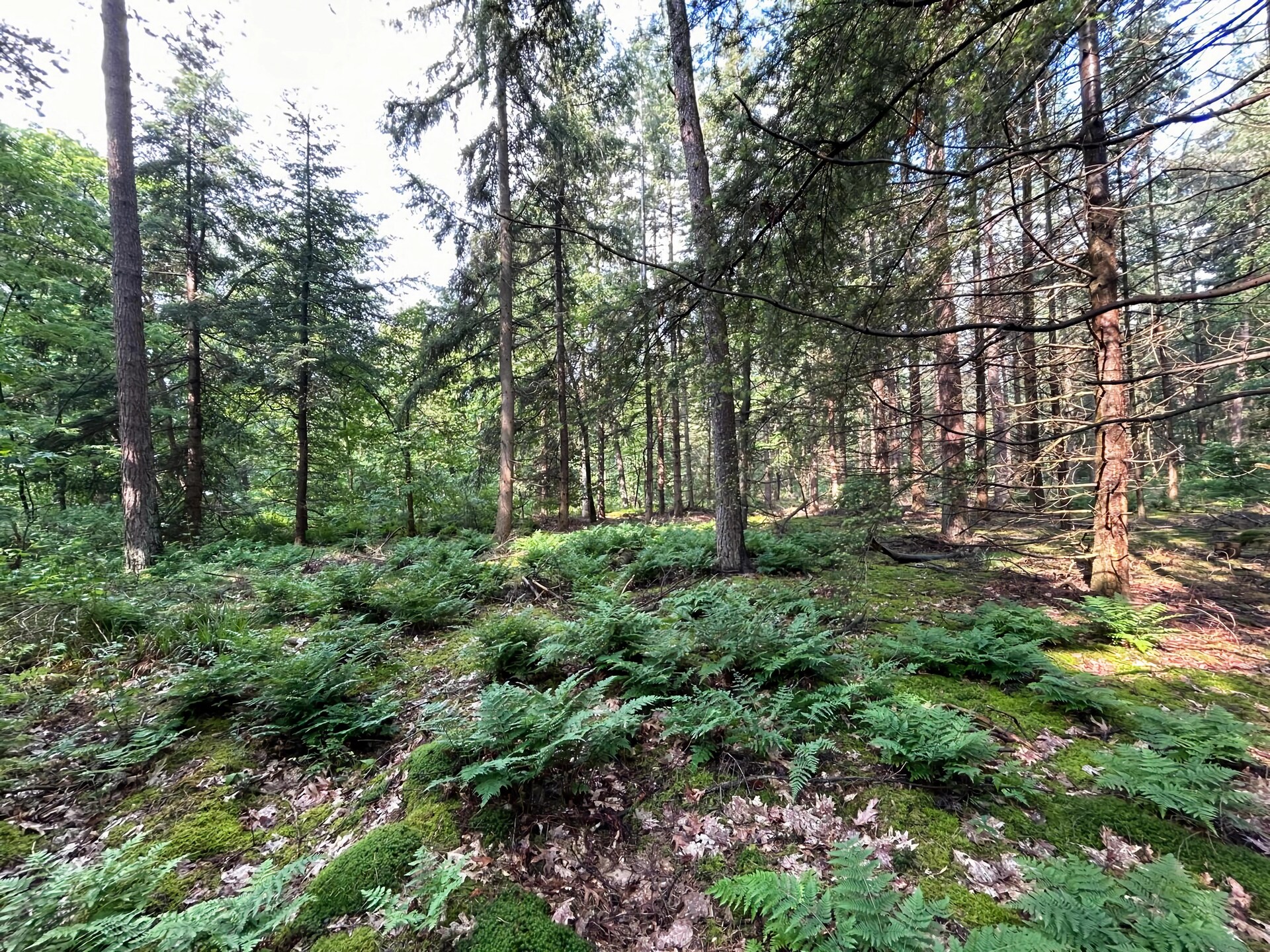 Bos suite: Heerlijk vakantiehuis in het groen van Zelhem - foto 35