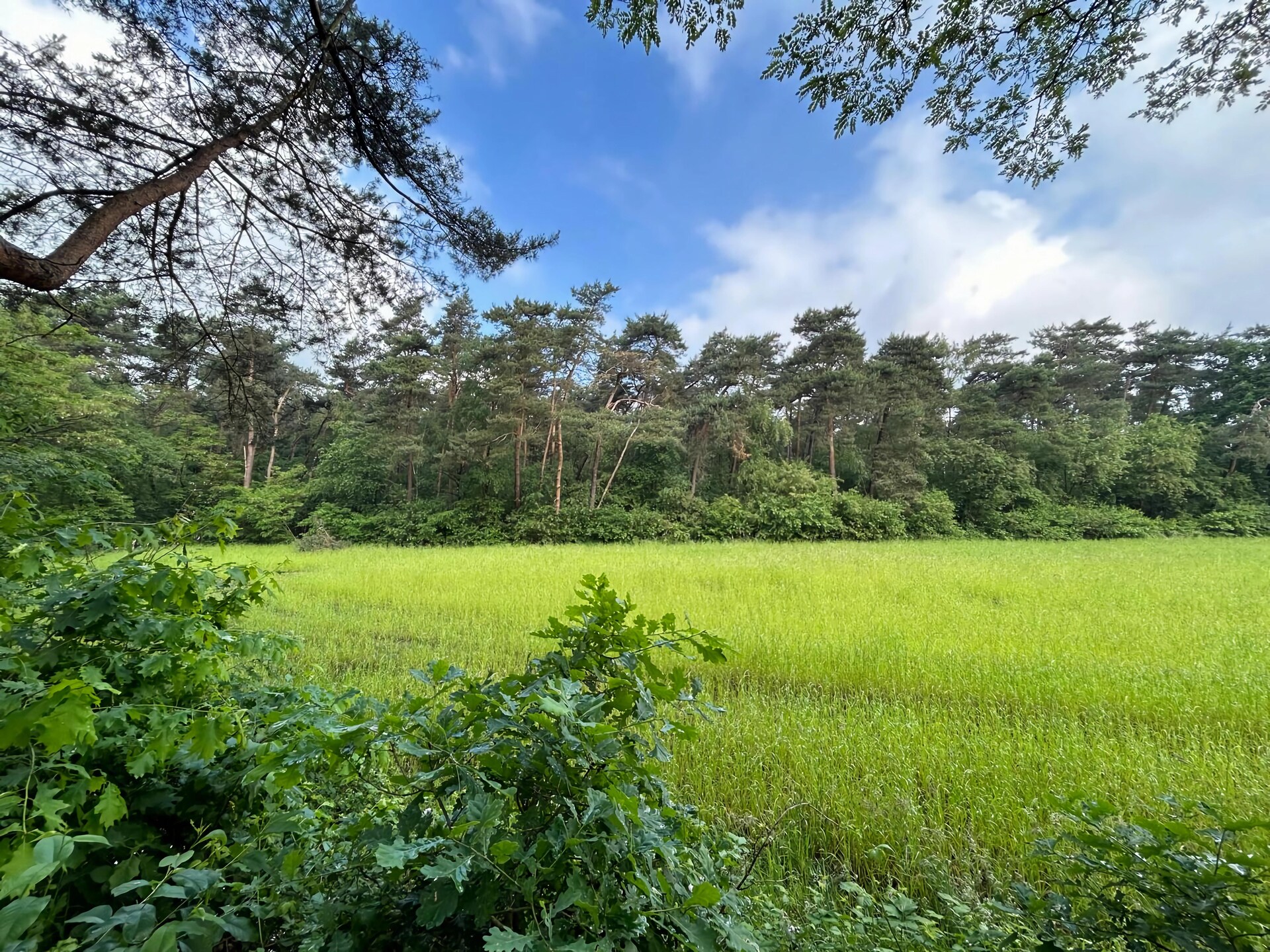 Bos suite: Heerlijk vakantiehuis in het groen van Zelhem - foto 38