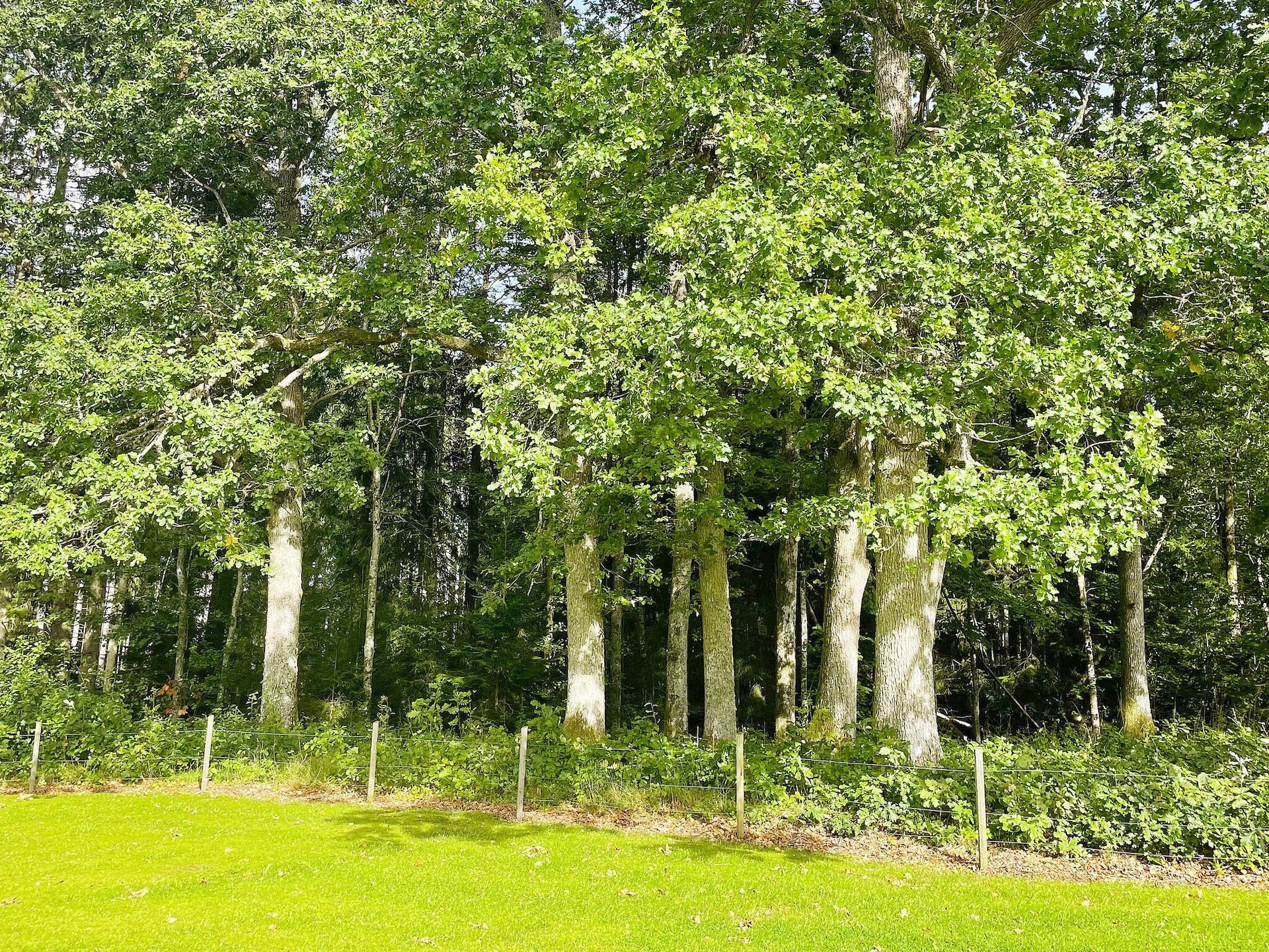 Sfeervol vakantiehuis in Brålanda met sauna en grote tuin - foto 12