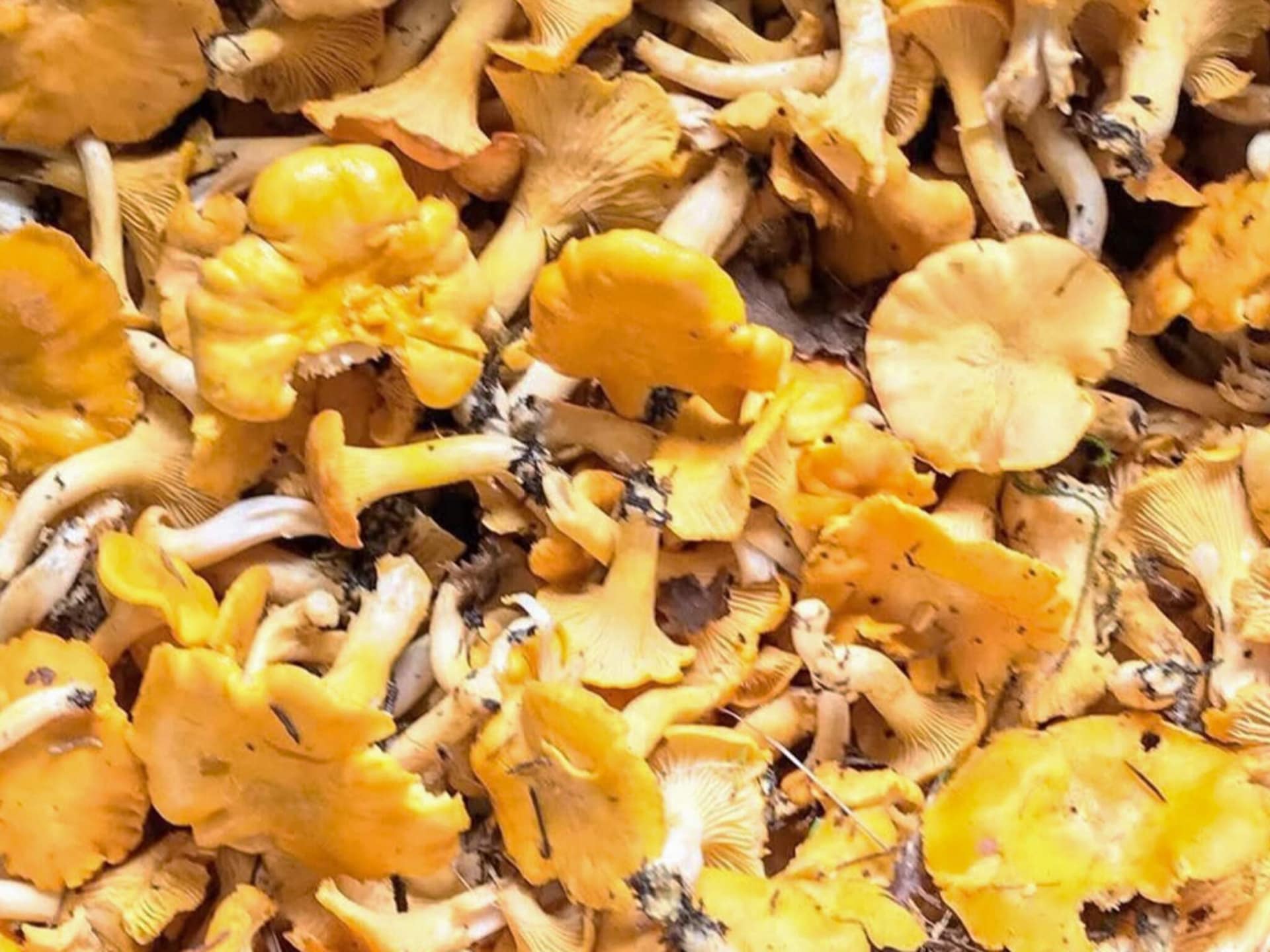 Sfeervol vakantiehuis in Brålanda met sauna en grote tuin - foto 29