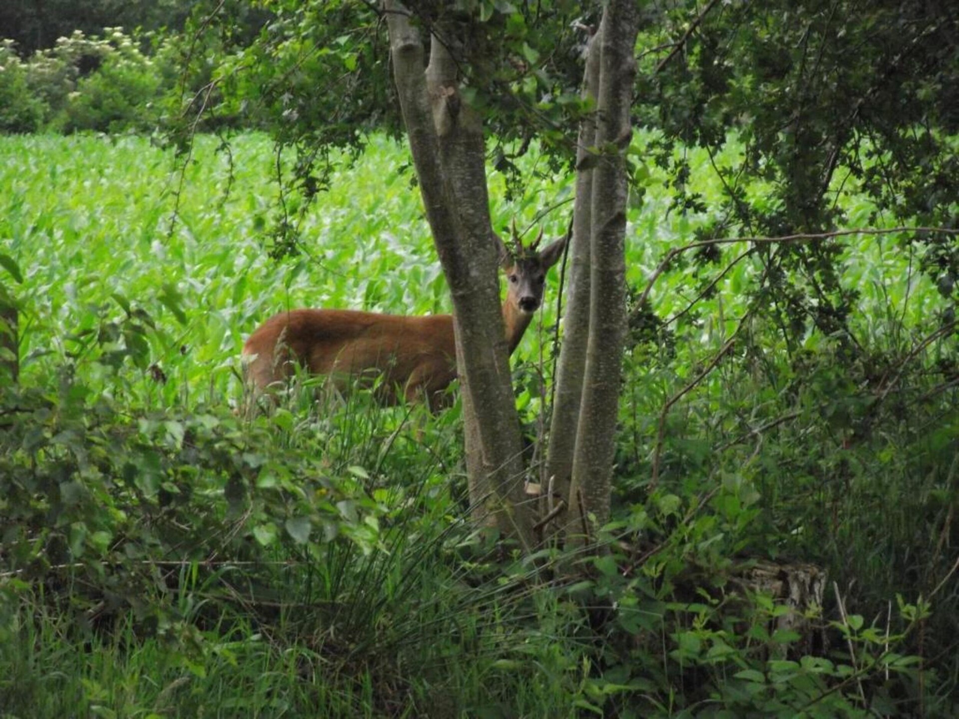 Safaritenten Noflik & Gaadlik: Luxe kamperen in het Friese landschap - foto 33