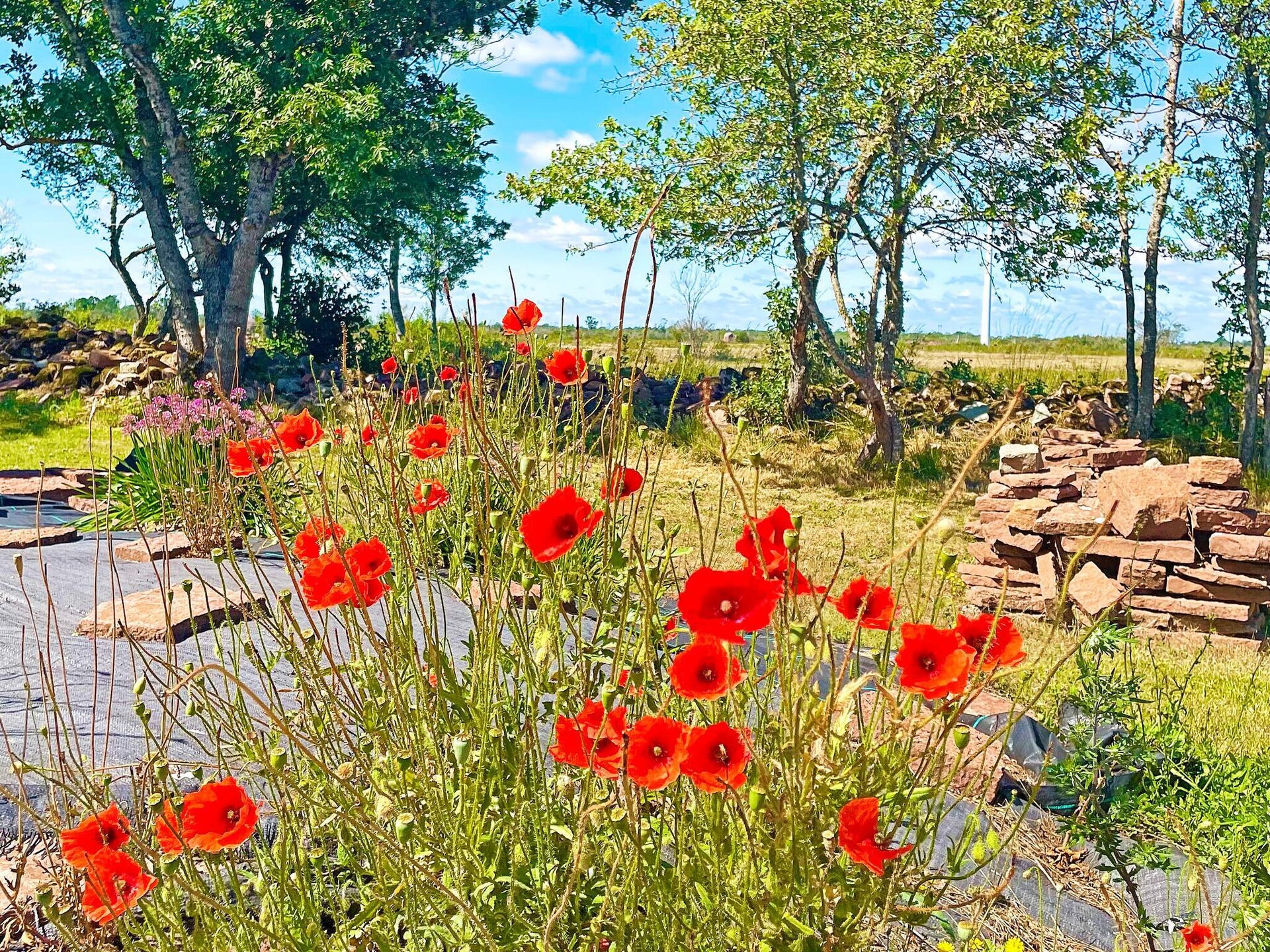 Sfeervol vakantiehuis in Borgholm met uitzicht op Öländska Alvaret - foto 25