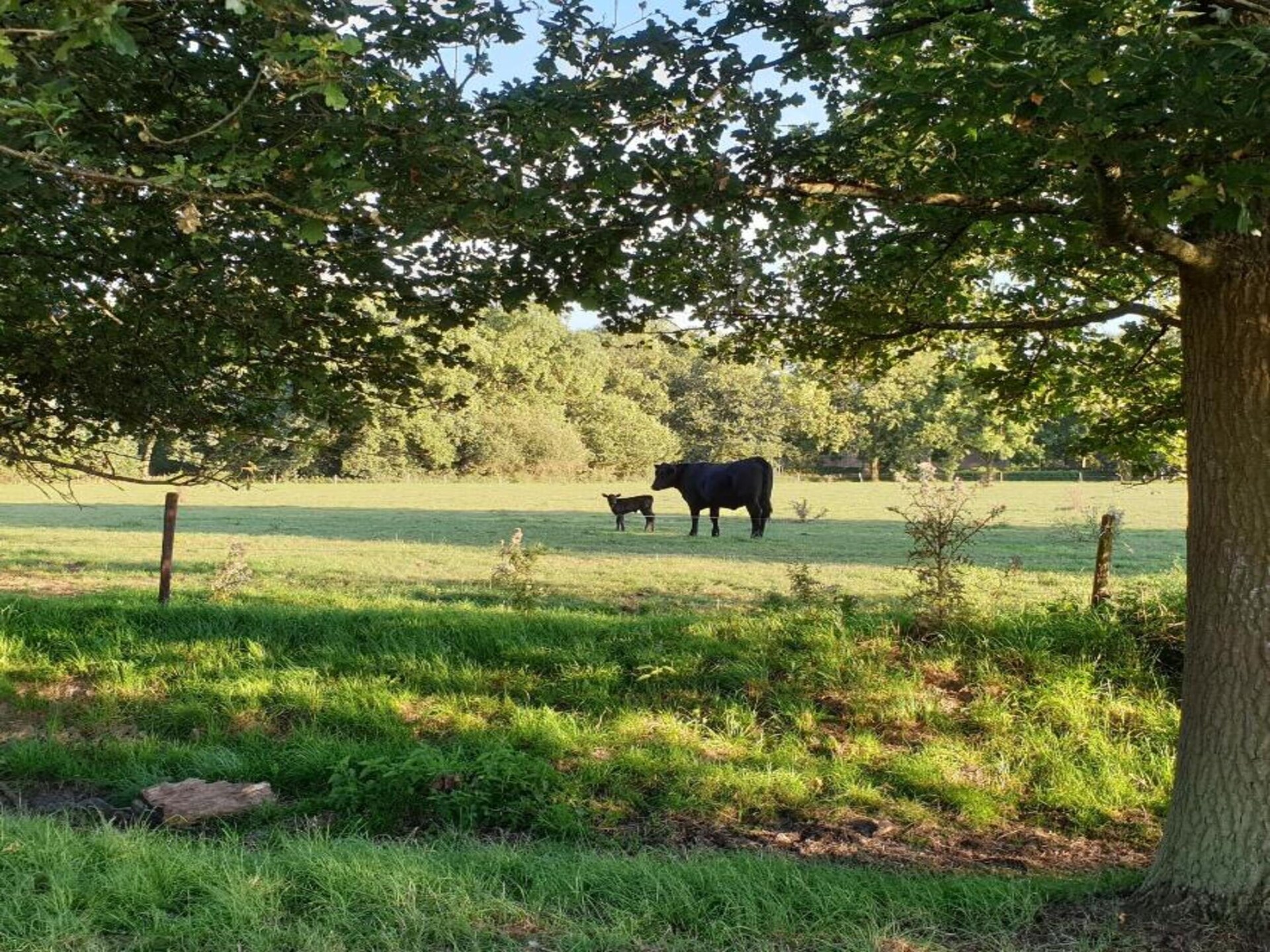Vrijstaande villa in Vakantiepark 't Broeckhuys nabij Nijmegen - foto 31
